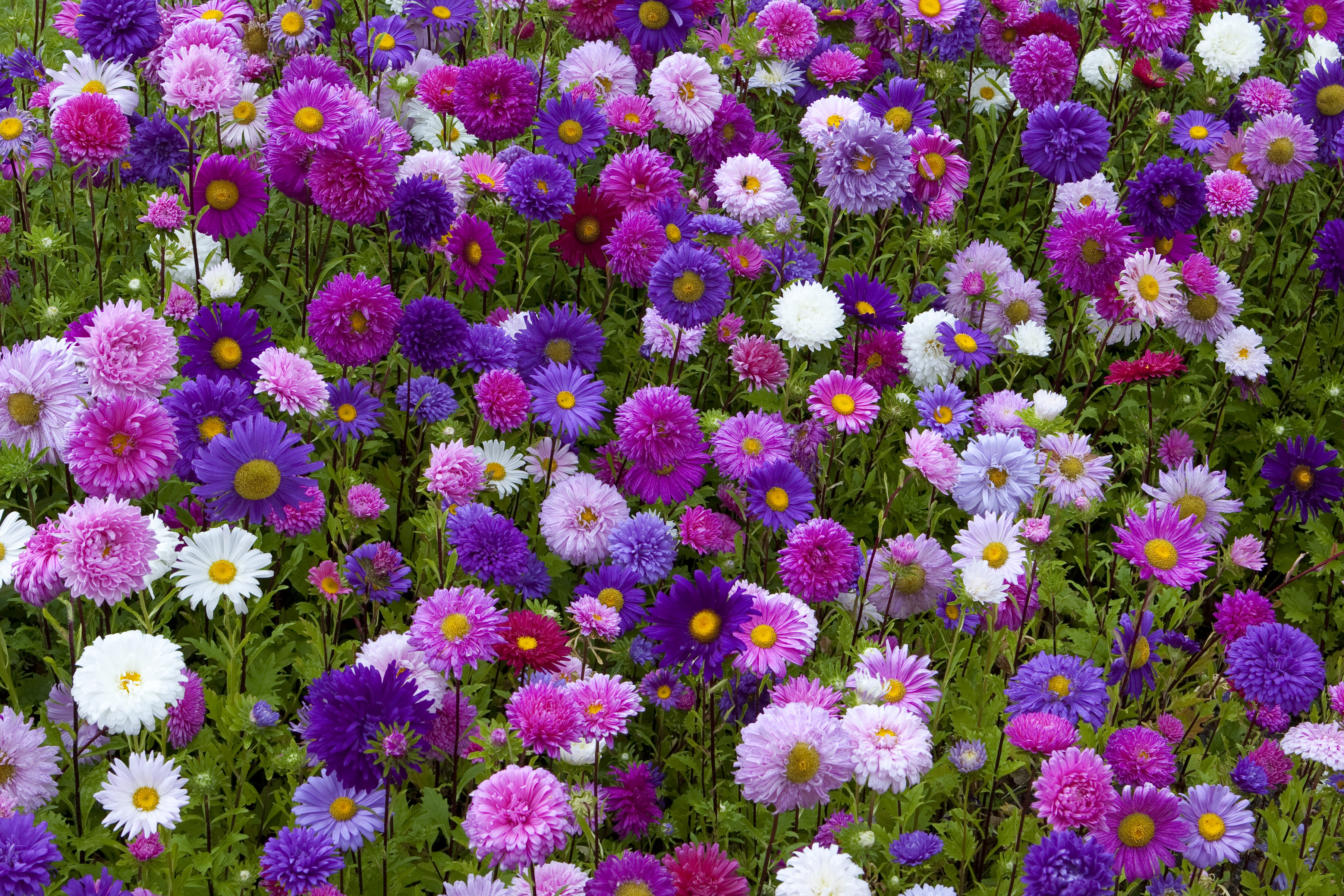 Daisy Field Flower Pink Flower Purple Flower White Flower 3605x2403
