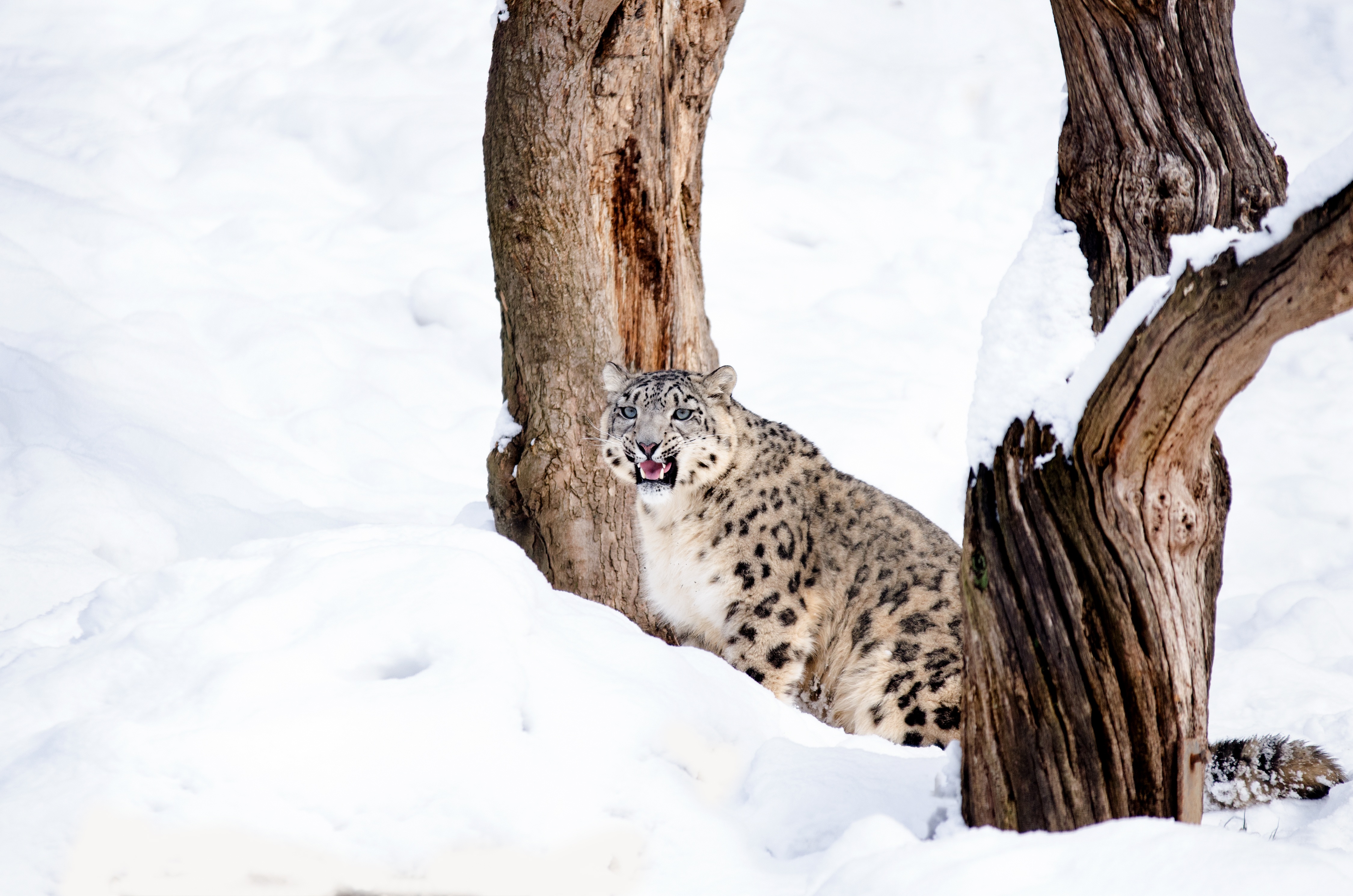 Big Cat Snow Leopard Predator Animal 4500x2981