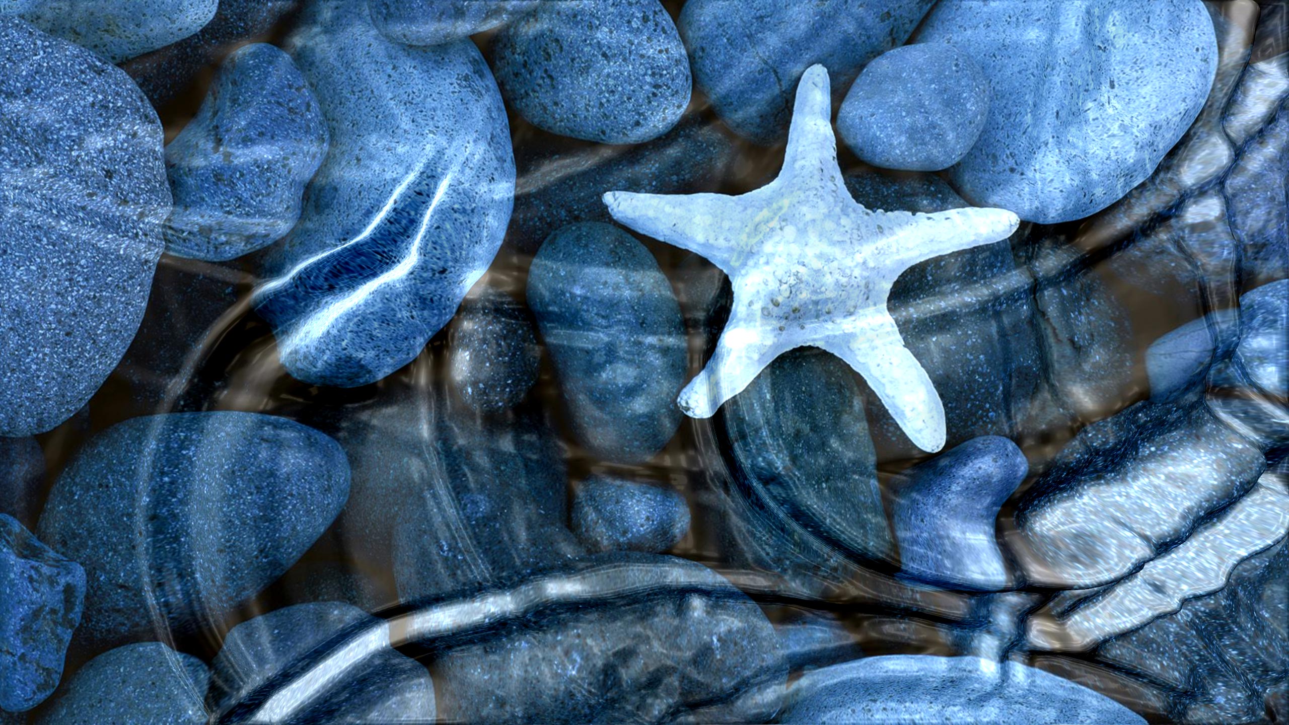 Starfish Underwater Rocks 2560x1440