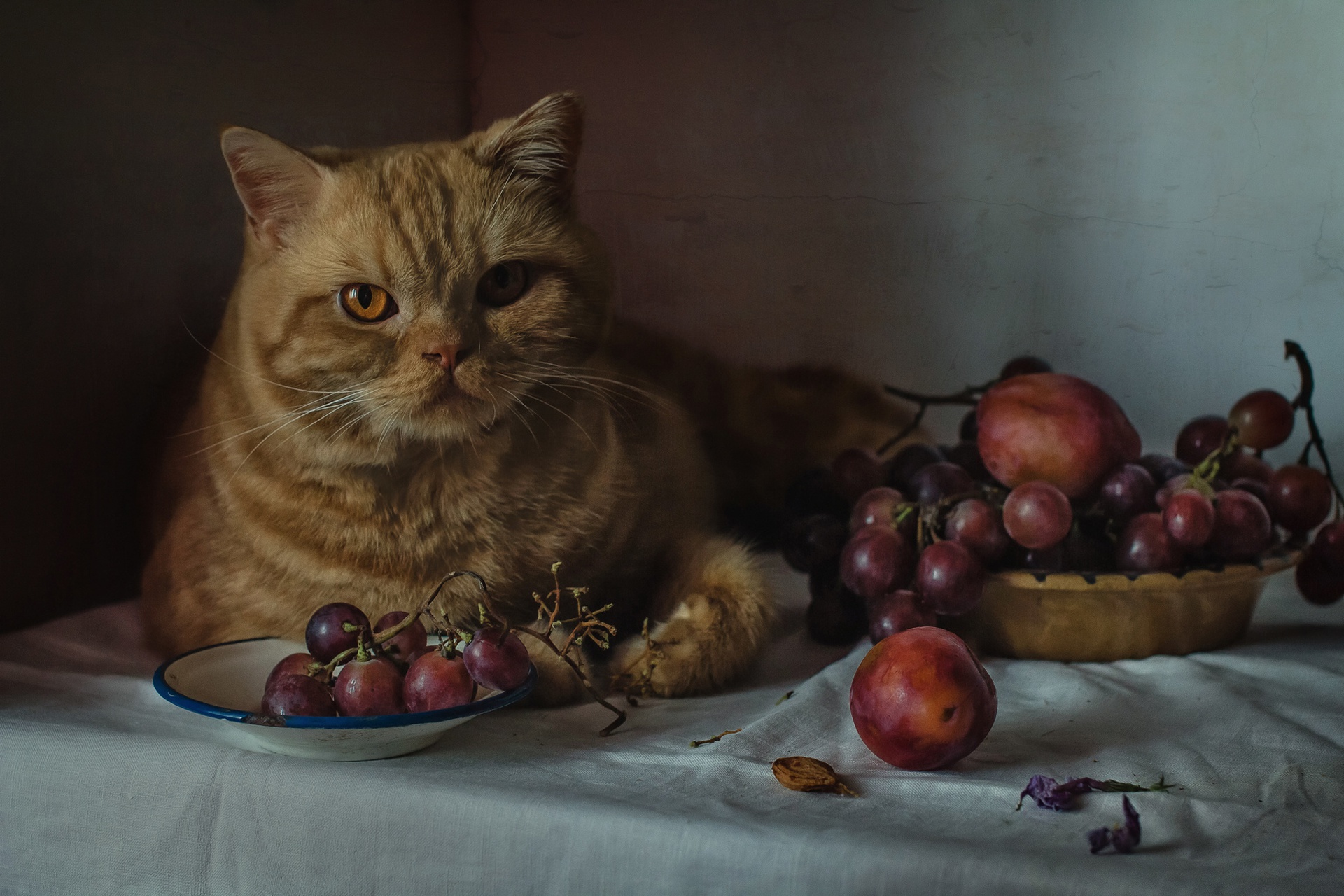 Animals Indoors Cats Mammals Food Fruit Berries Feline 1920x1280