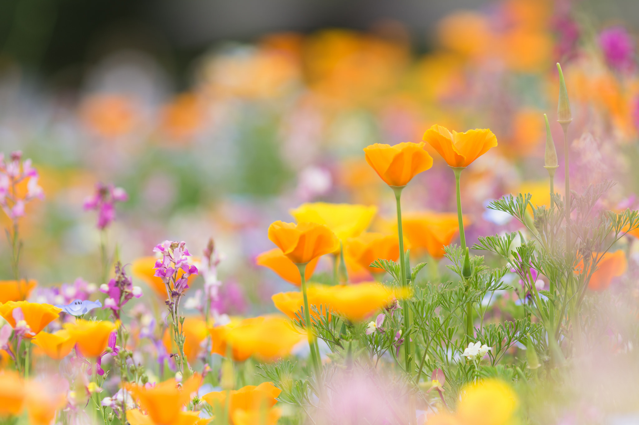 Colorful Outdoors Flowers Plants 2048x1362