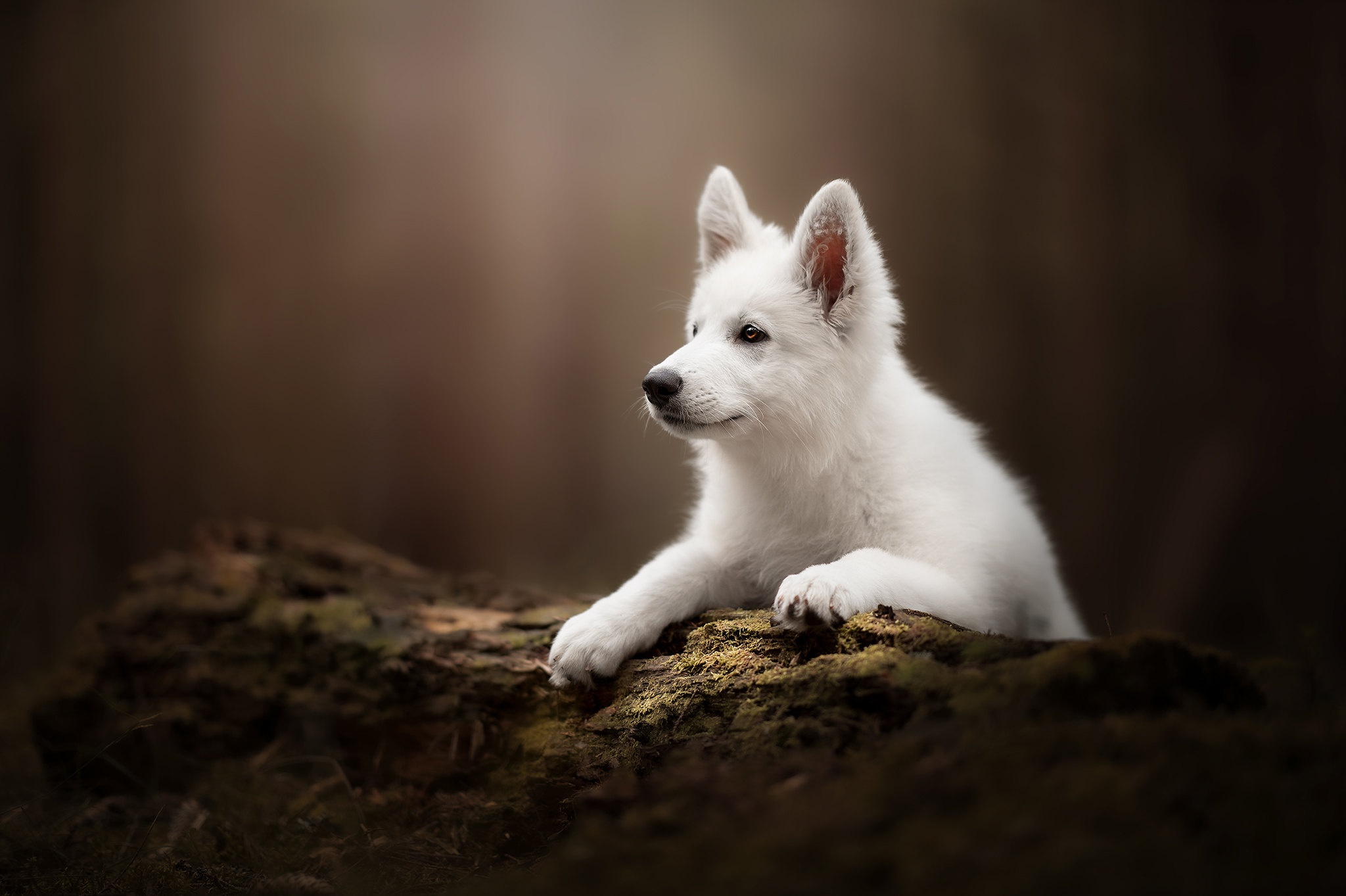 Baby Animal Dog Pet Puppy Swiss Shepherd 2048x1363