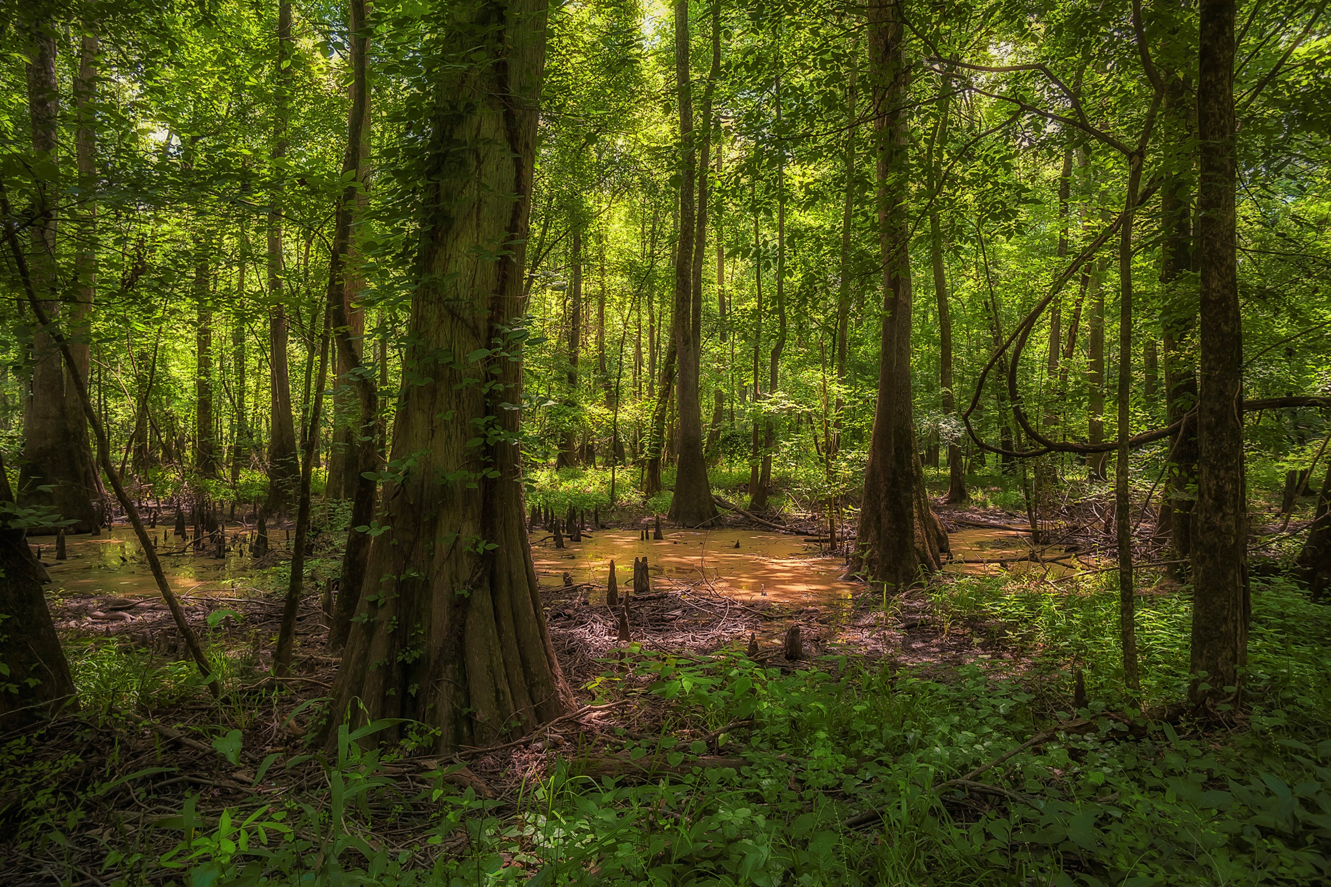 Forest Greenery North Carolina Tree Usa 2700x1800