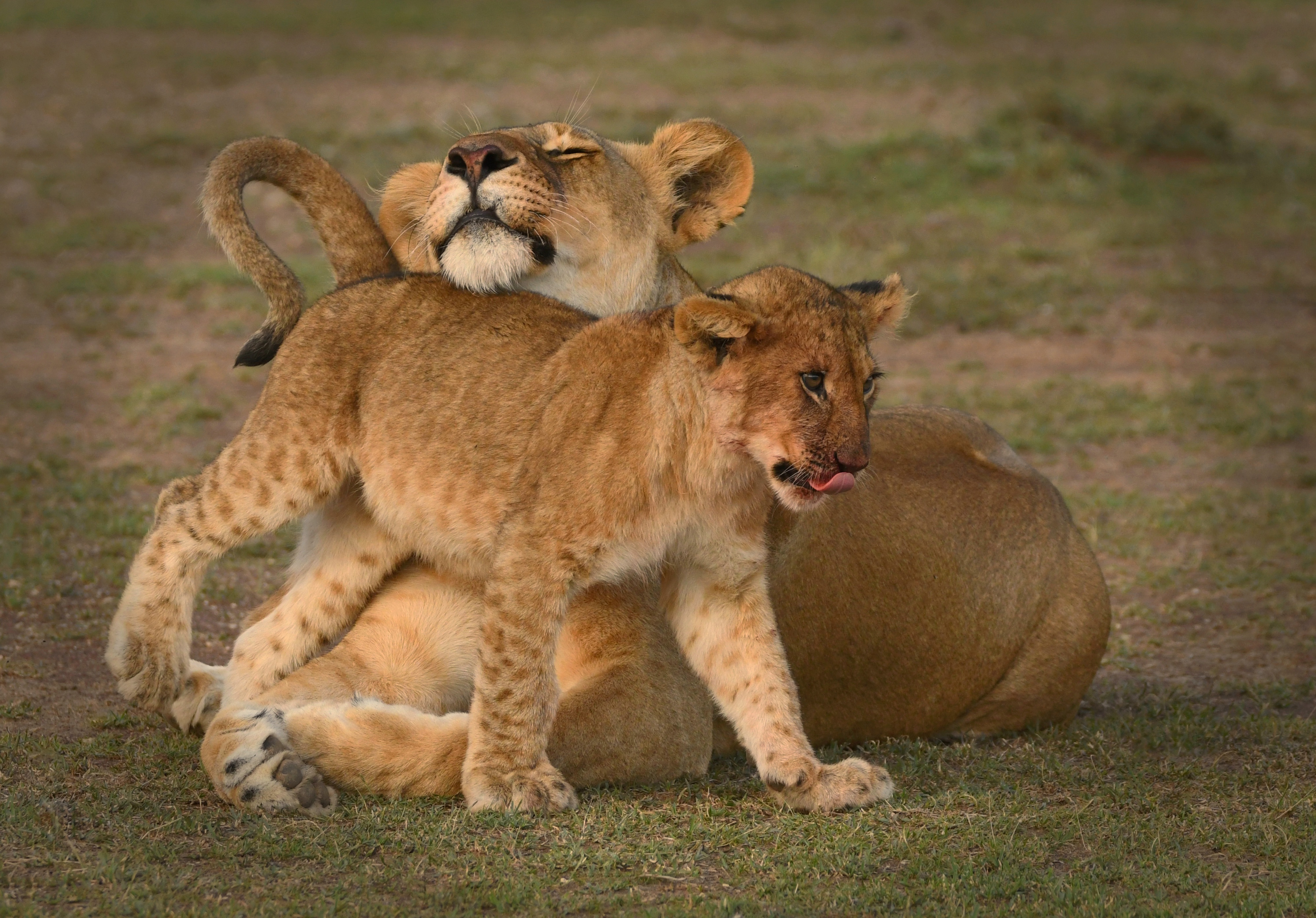 Baby Animal Big Cat Cub Kenya Lion Maasai Mara National Reserve Wildlife Predator Animal 3987x2780