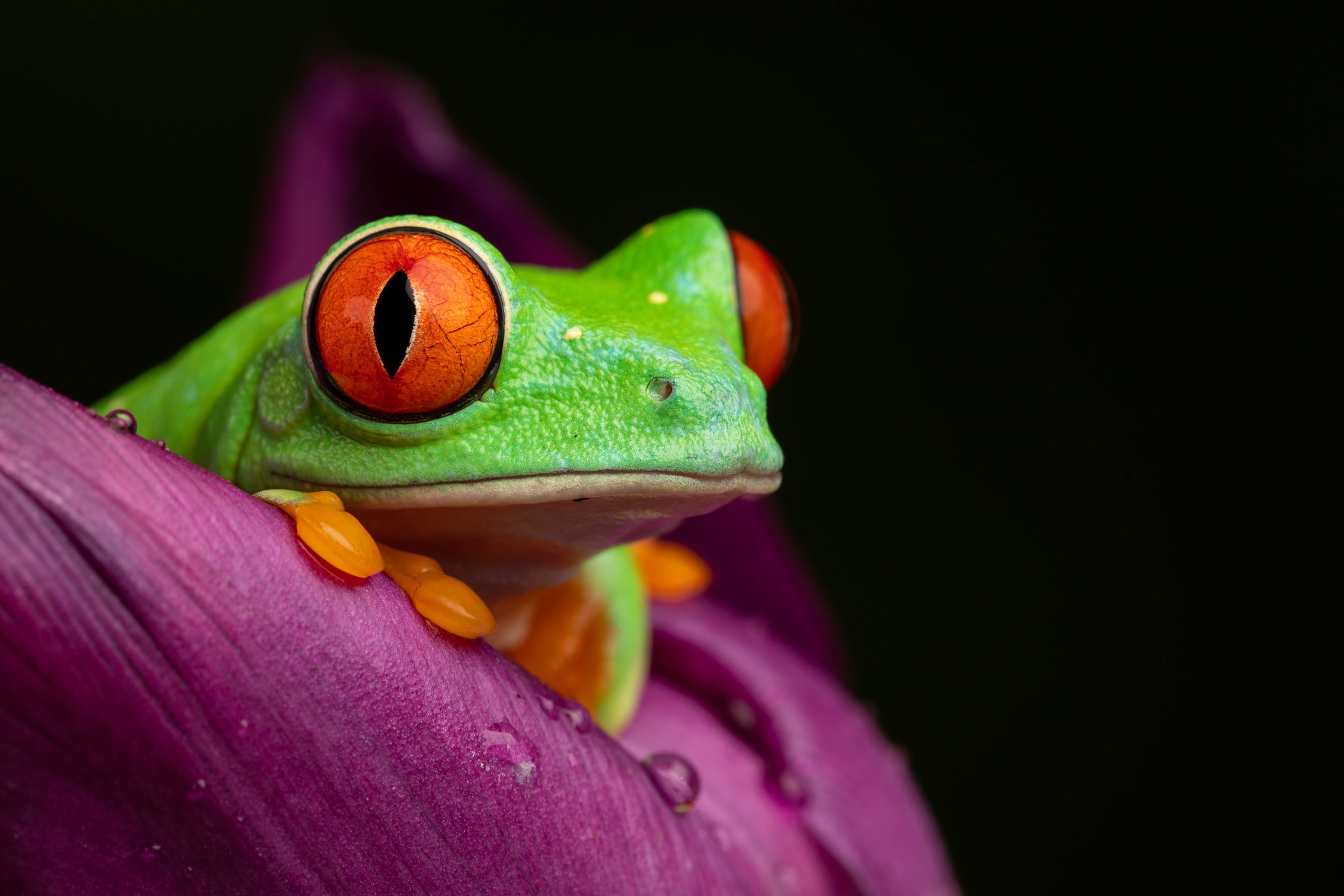 Amphibian Frog Macro Red Eyed Tree Frog Wildlife 2047x1365