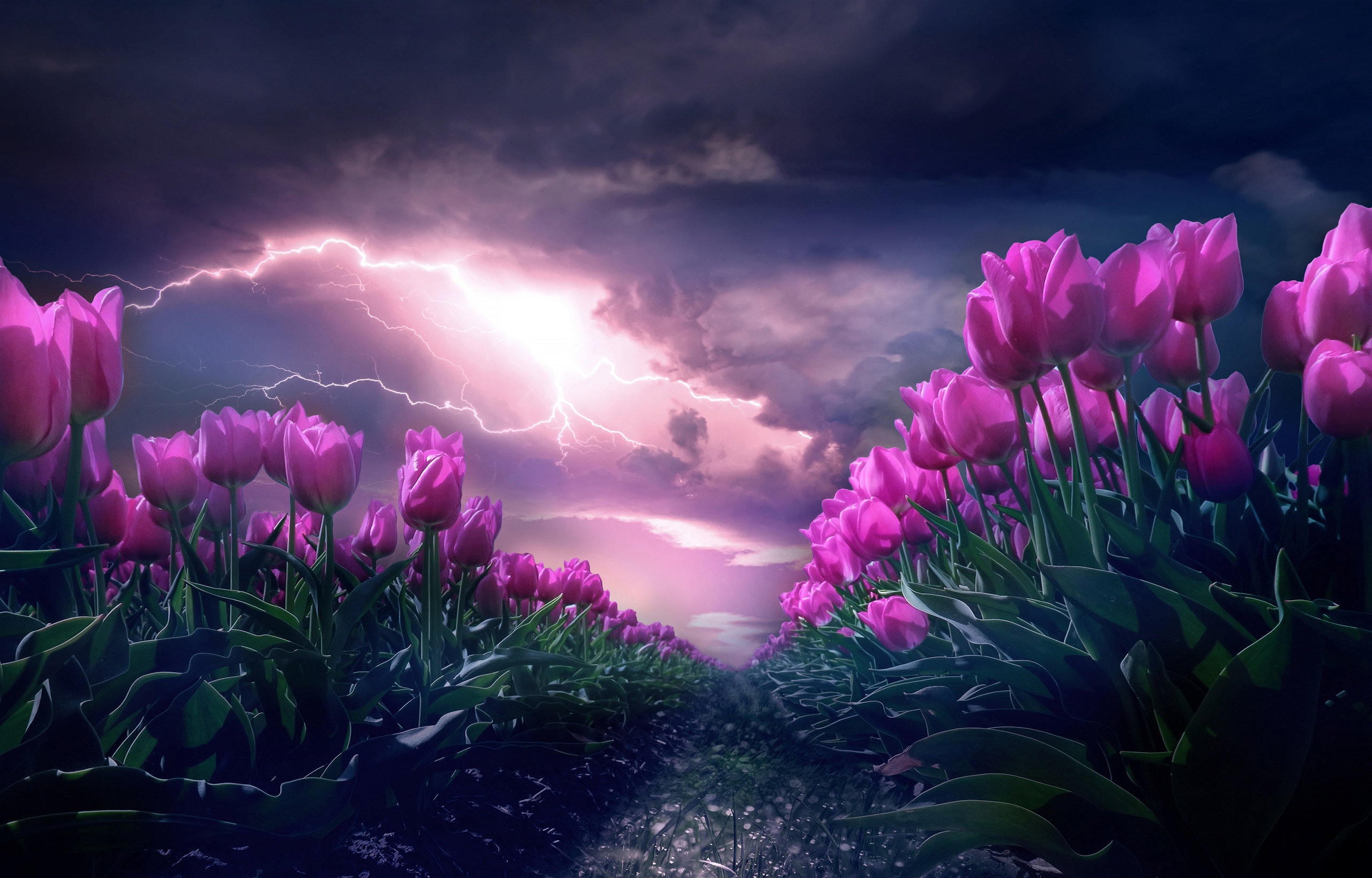 Cloud Flower Lightning Nature Pink Flower Summer Tulip 2560x1639