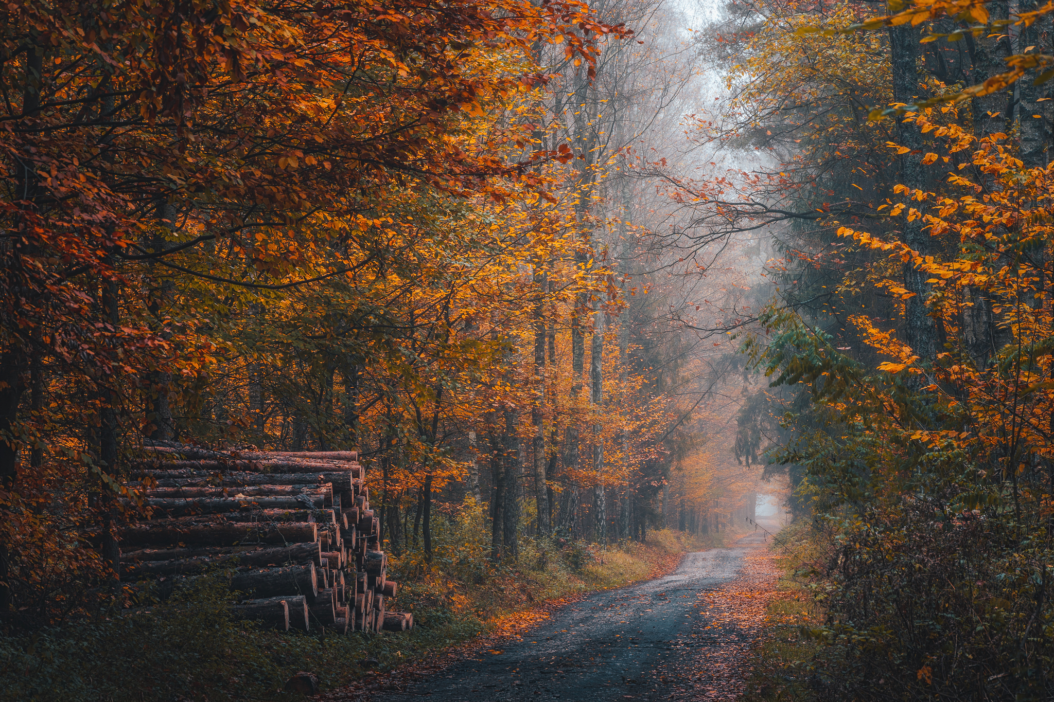 Path Fall Mist Forest Nature Log Outdoors Photography Micha Tomczak Trees 2048x1365