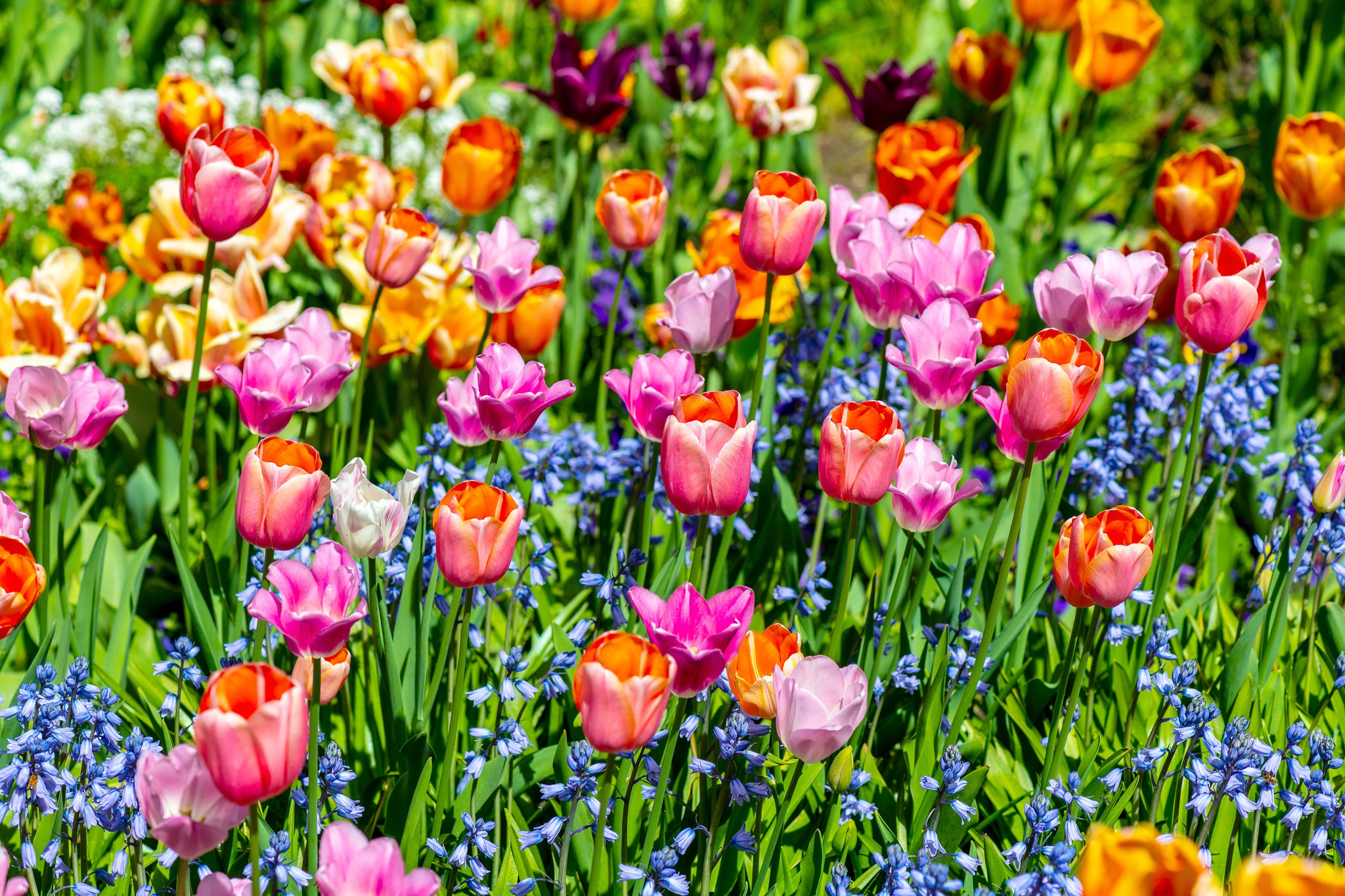 Flower Nature Orange Flower Pink Flower Summer Tulip 2048x1365