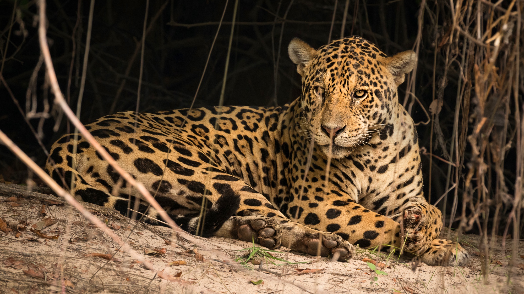 Big Cat Jaguar Wildlife Predator Animal 2000x1125