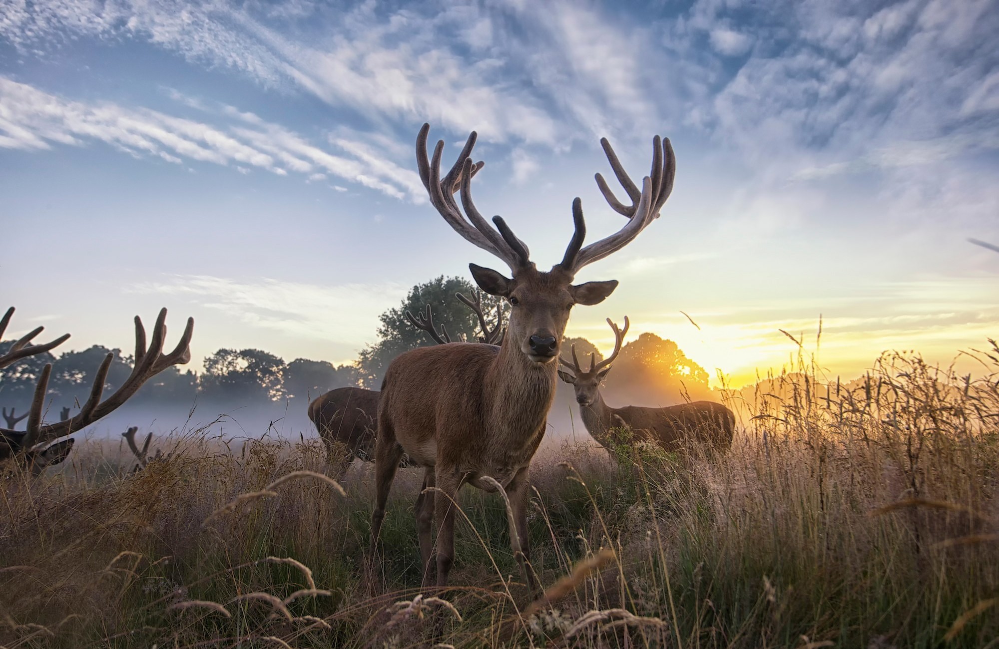 Deer Field Sunset 2000x1300