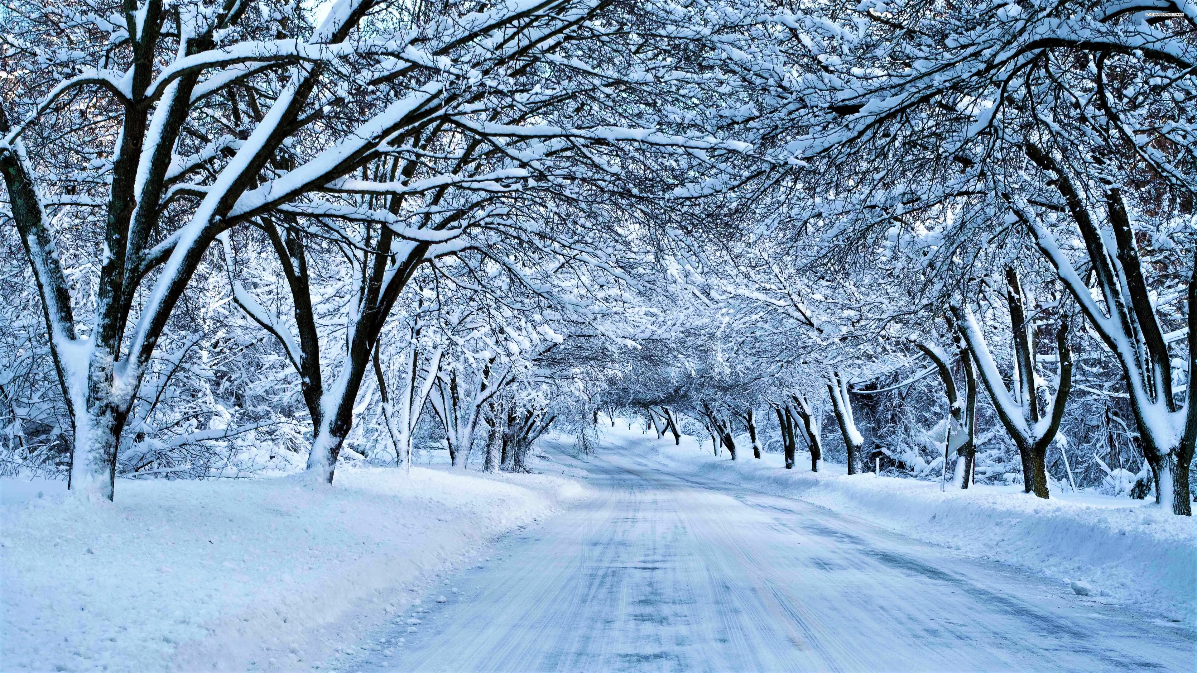 Canopy Road Snow Tree Winter 3840x2160