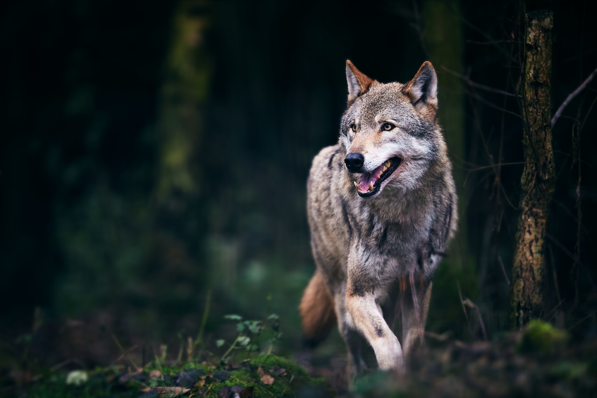 Wildlife Wolf Predator Animal Wallpaper - Resolution:2048x1365 - ID ...