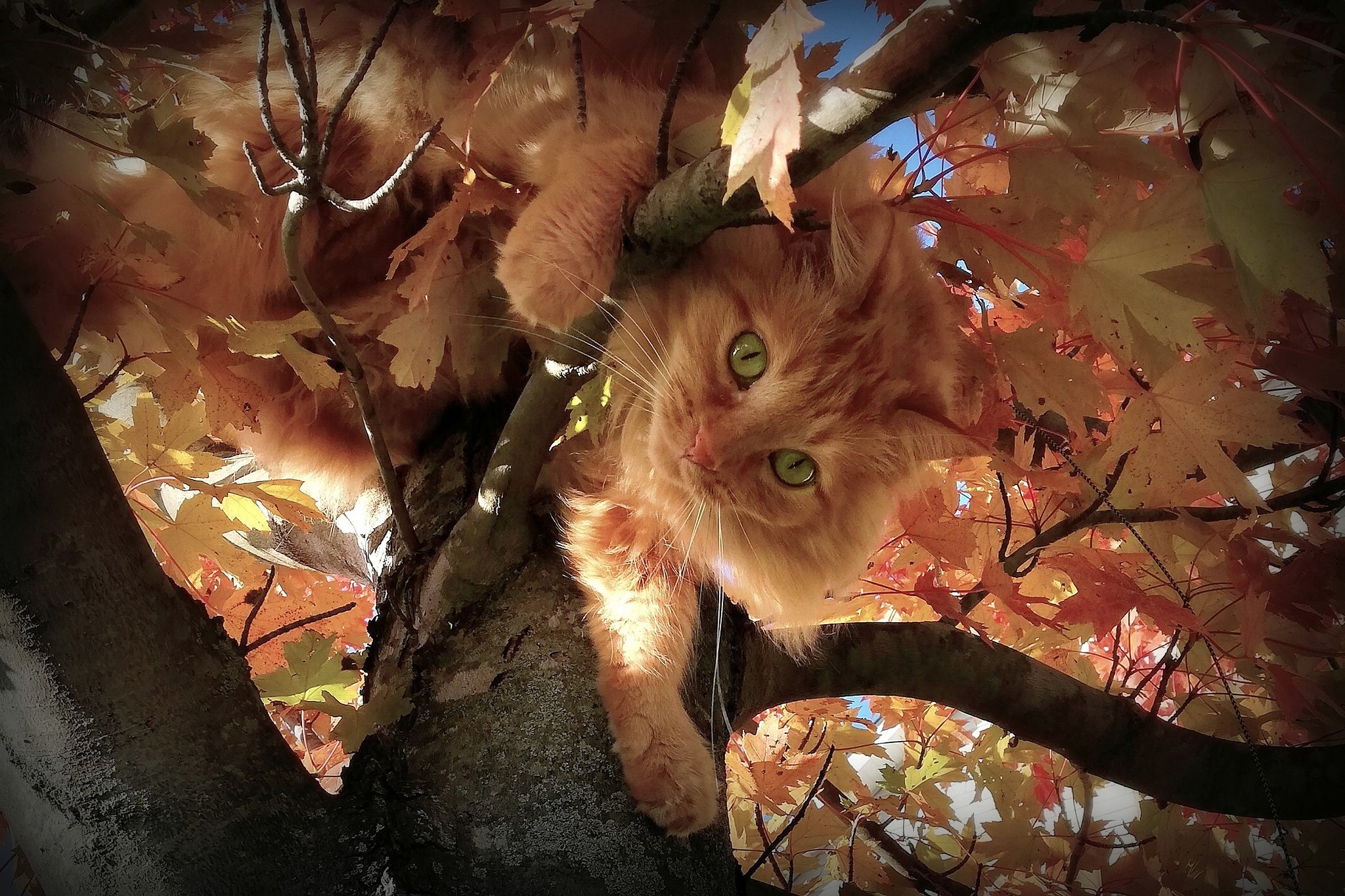 Animals Leaves Trees Outdoors Cats Plants Mammals Animal Eyes Green Eyes Looking At Viewer Fall Natu 2048x1365