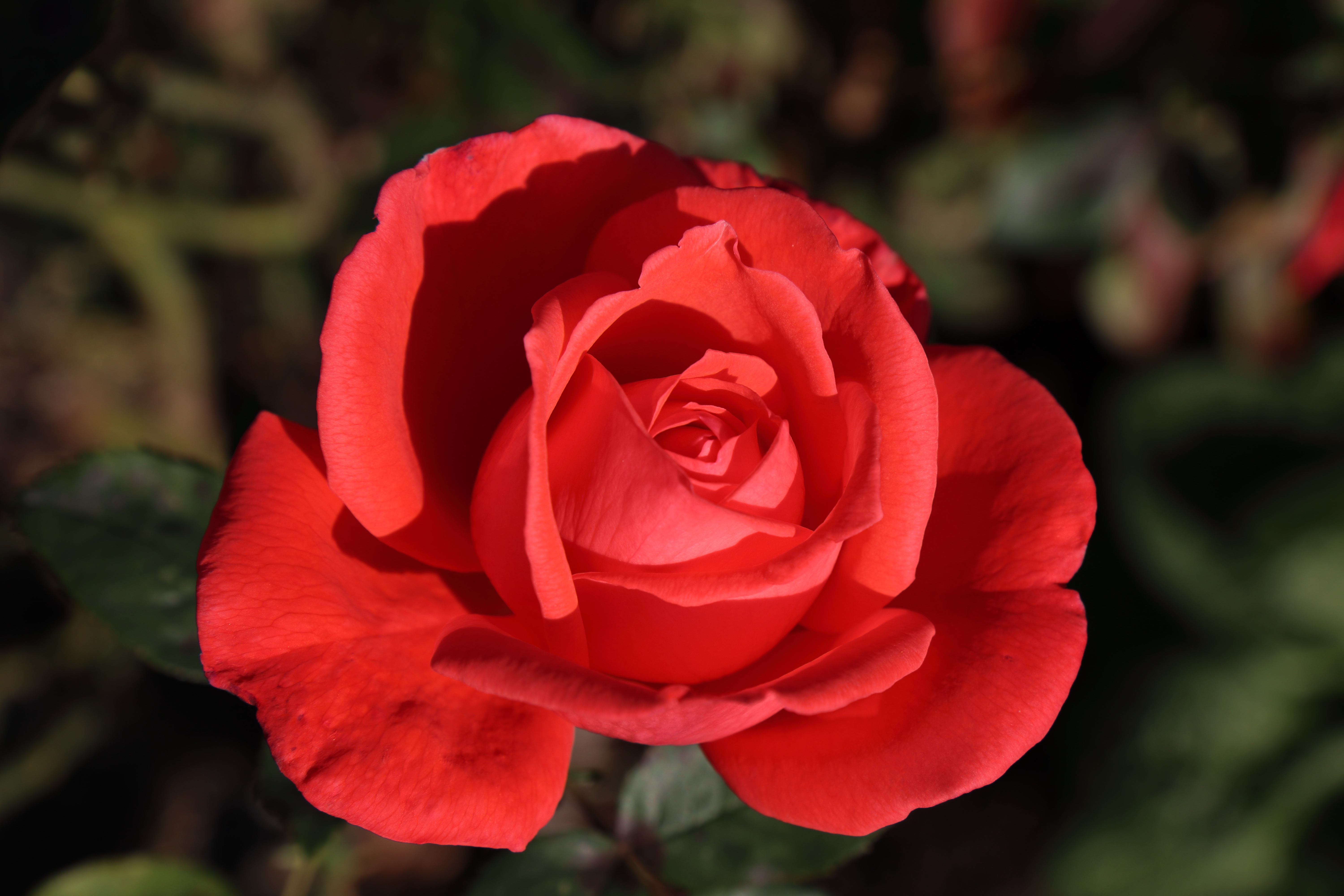 Macro Red Flower Red Rose Rose 6000x4000