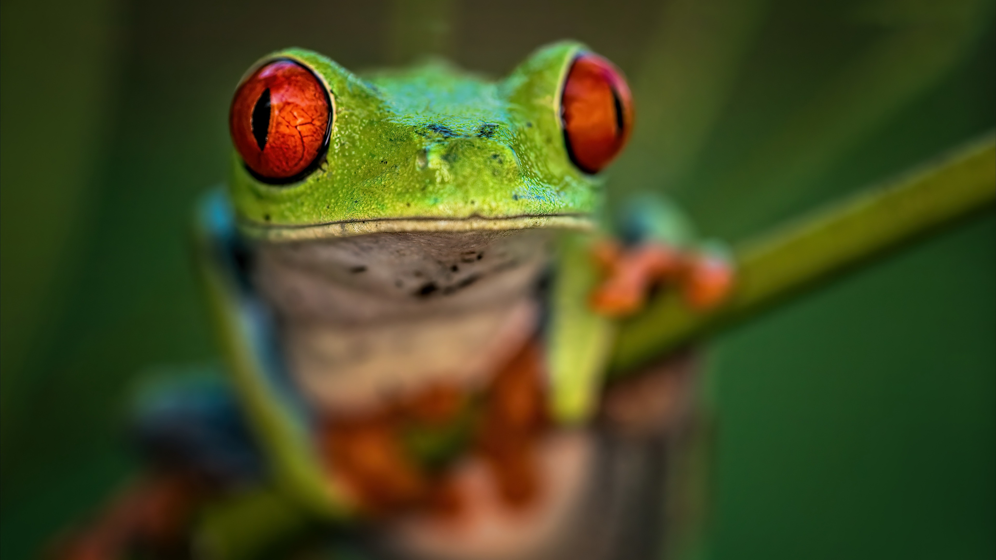 Amphibian Frog Wildlife 3840x2160