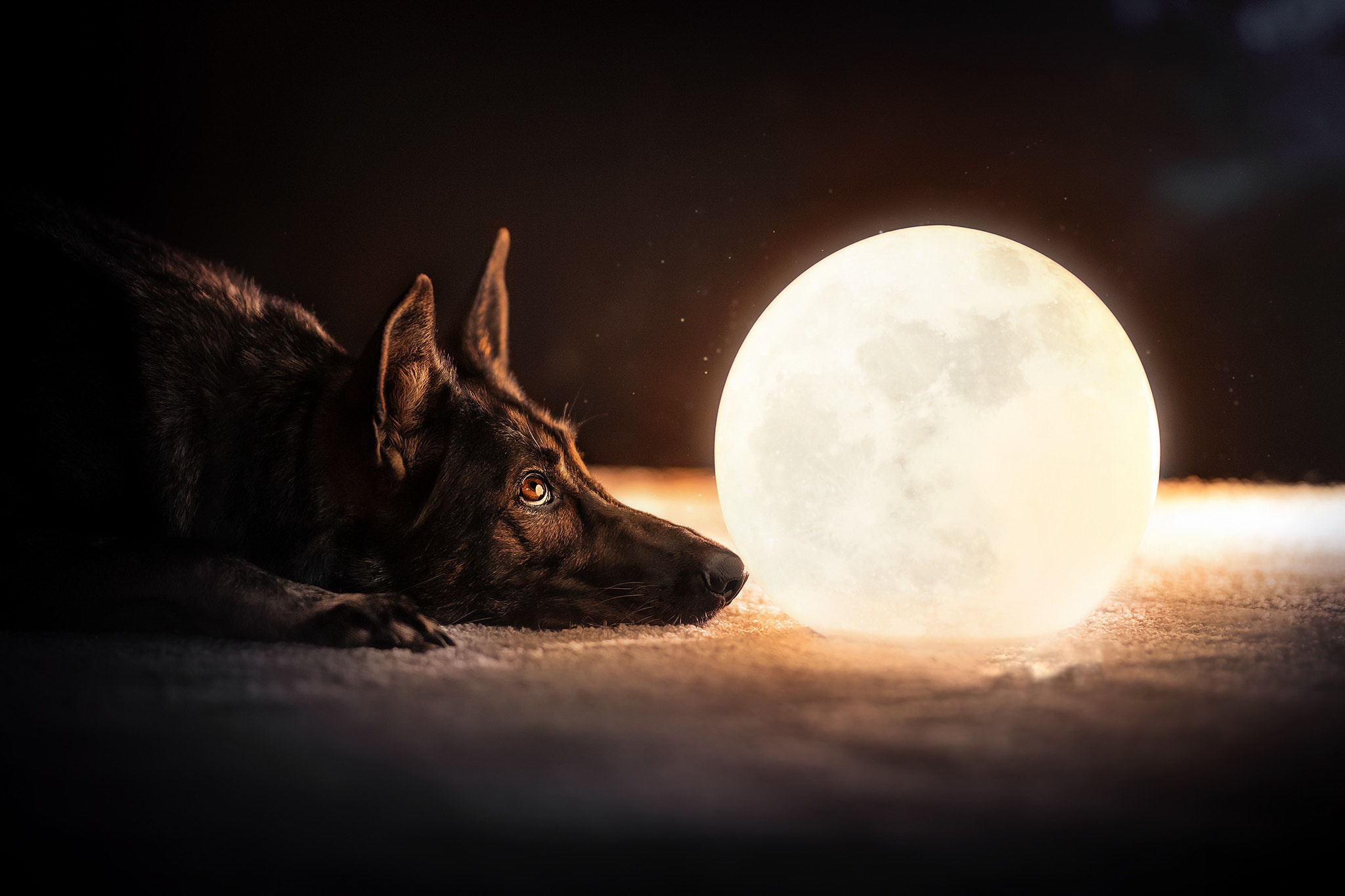 Dog German Shepherd Moon Pet 2048x1365
