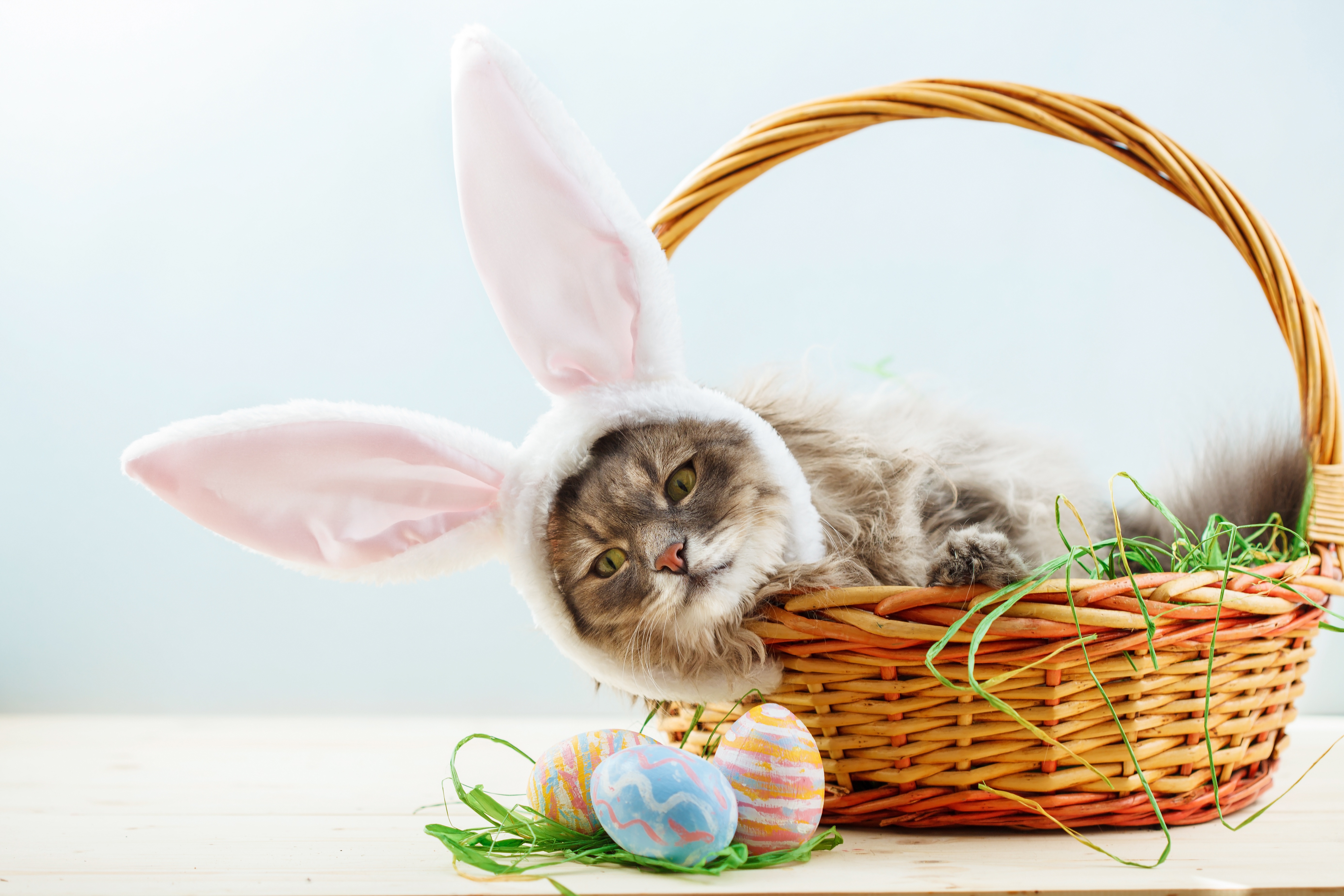 Basket Cat Easter Pet 5542x3695