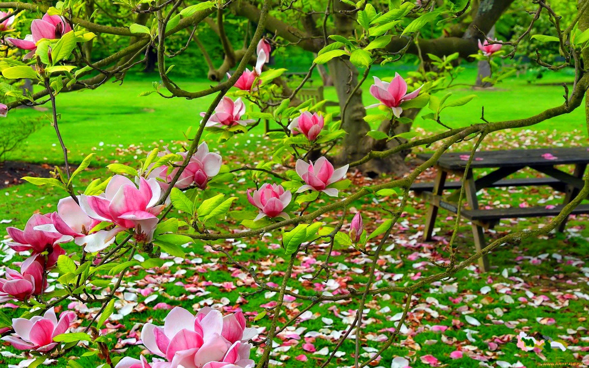 Blossom Branch Park Pink Flower 1920x1200
