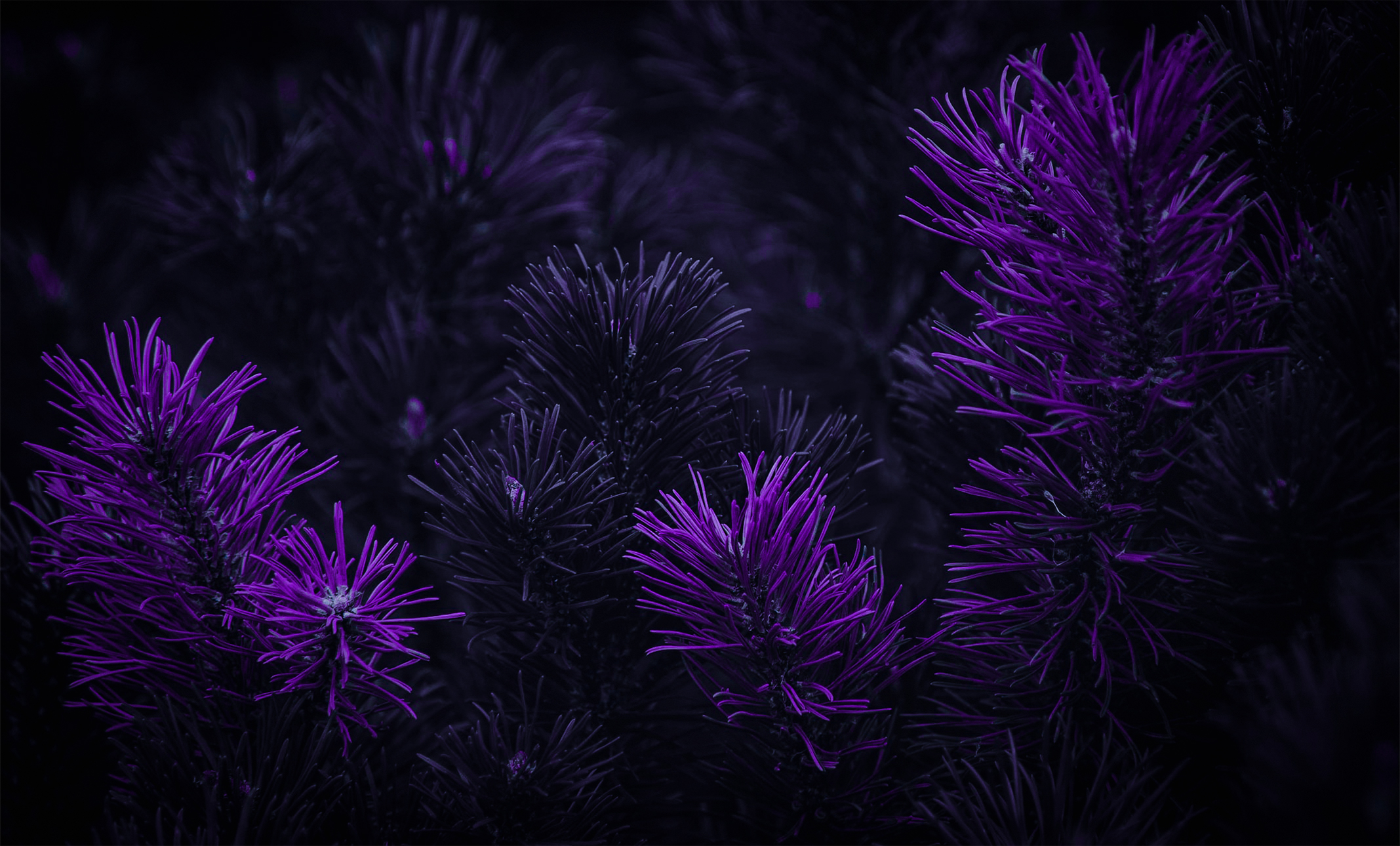 Dark Purple Background Photoshop Matte Paint Flowers 2135x1290