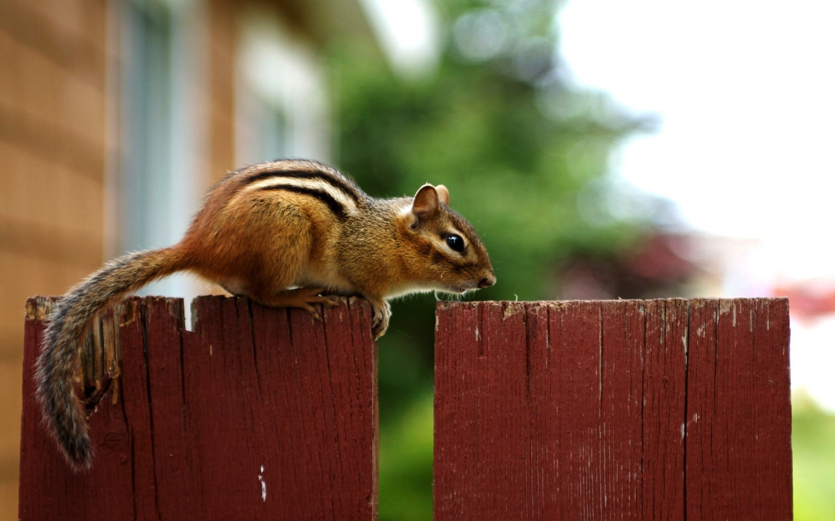 Animal Chipmunk 1680x1050