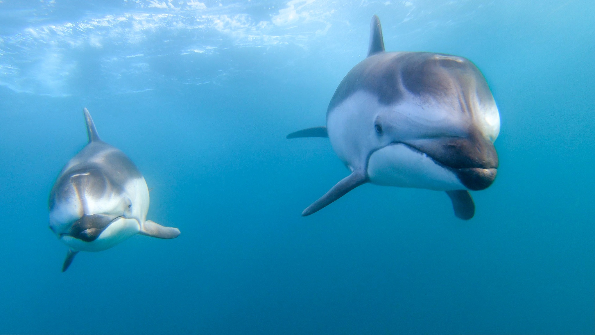 Dolphin Sea Life 2048x1152