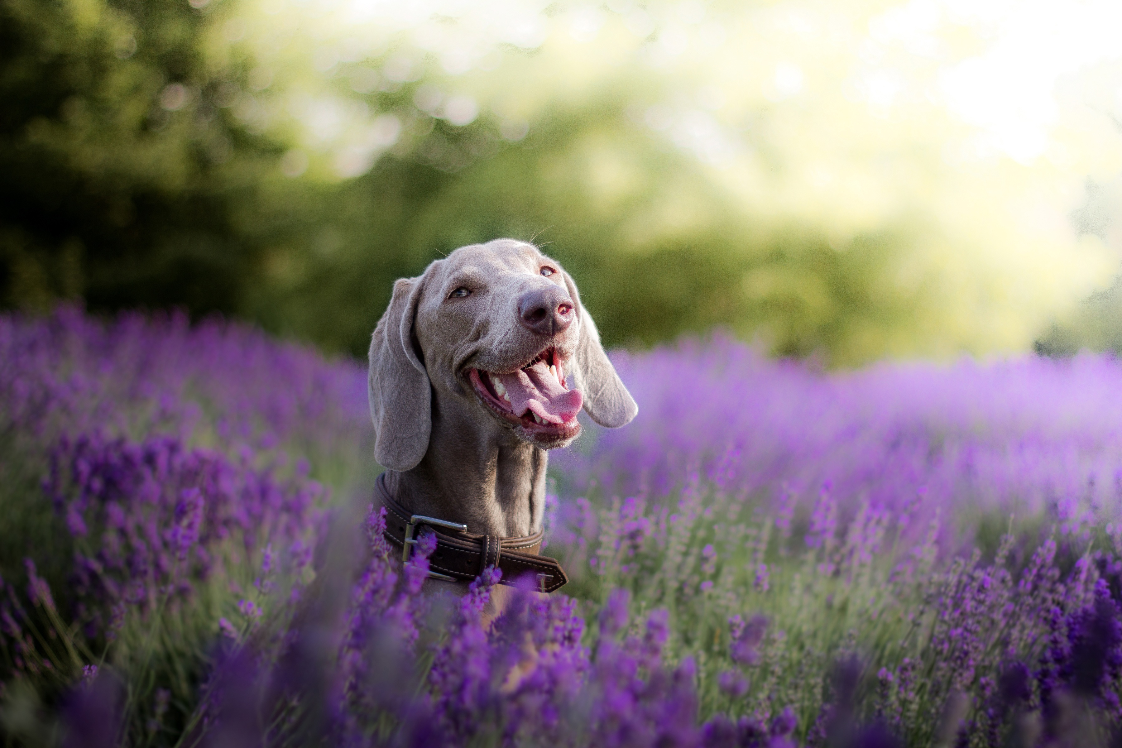 Dog Lavender Pet 3600x2400