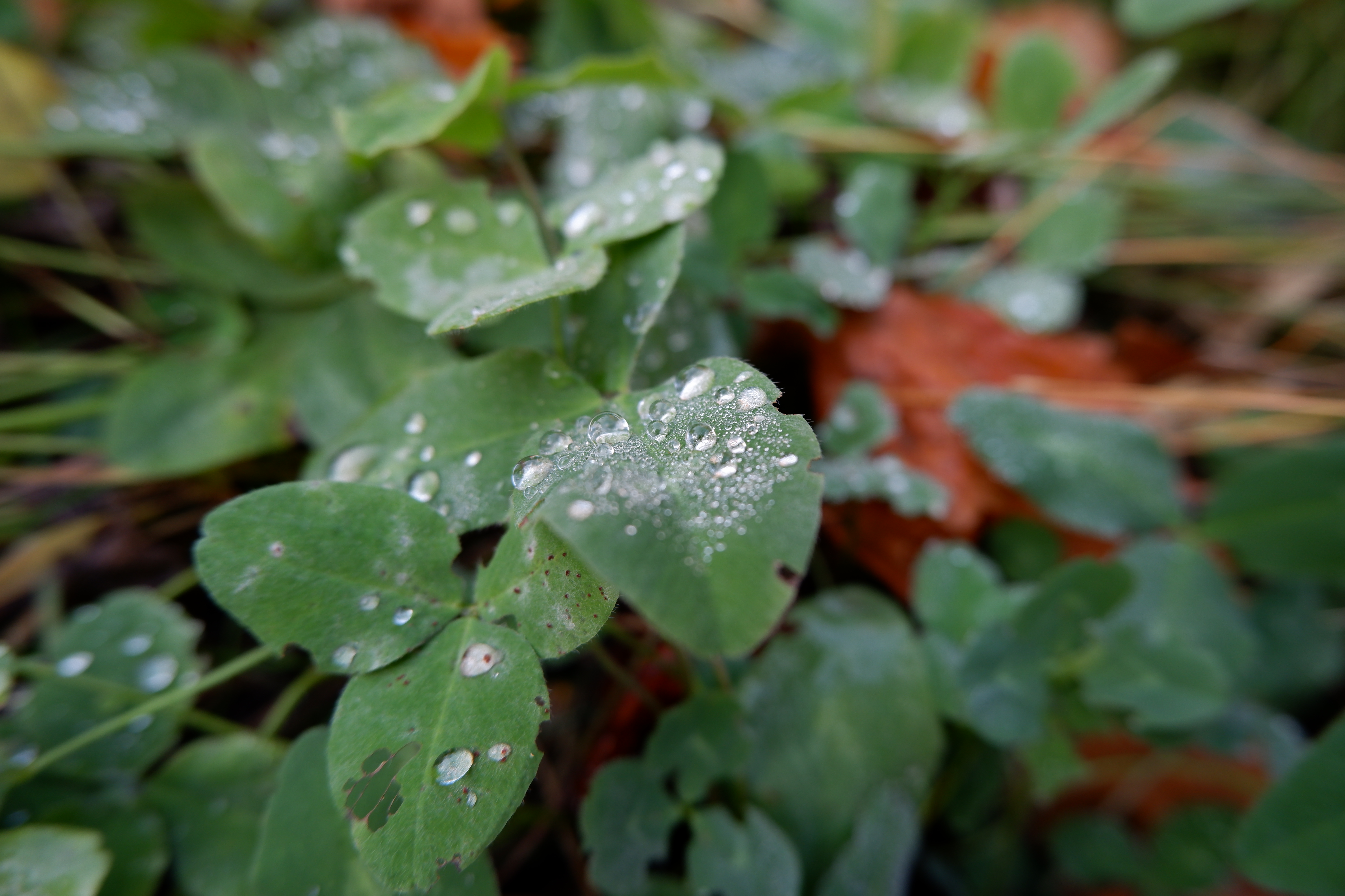 Fall Plants Water Drops Dew Leaves 6000x4000