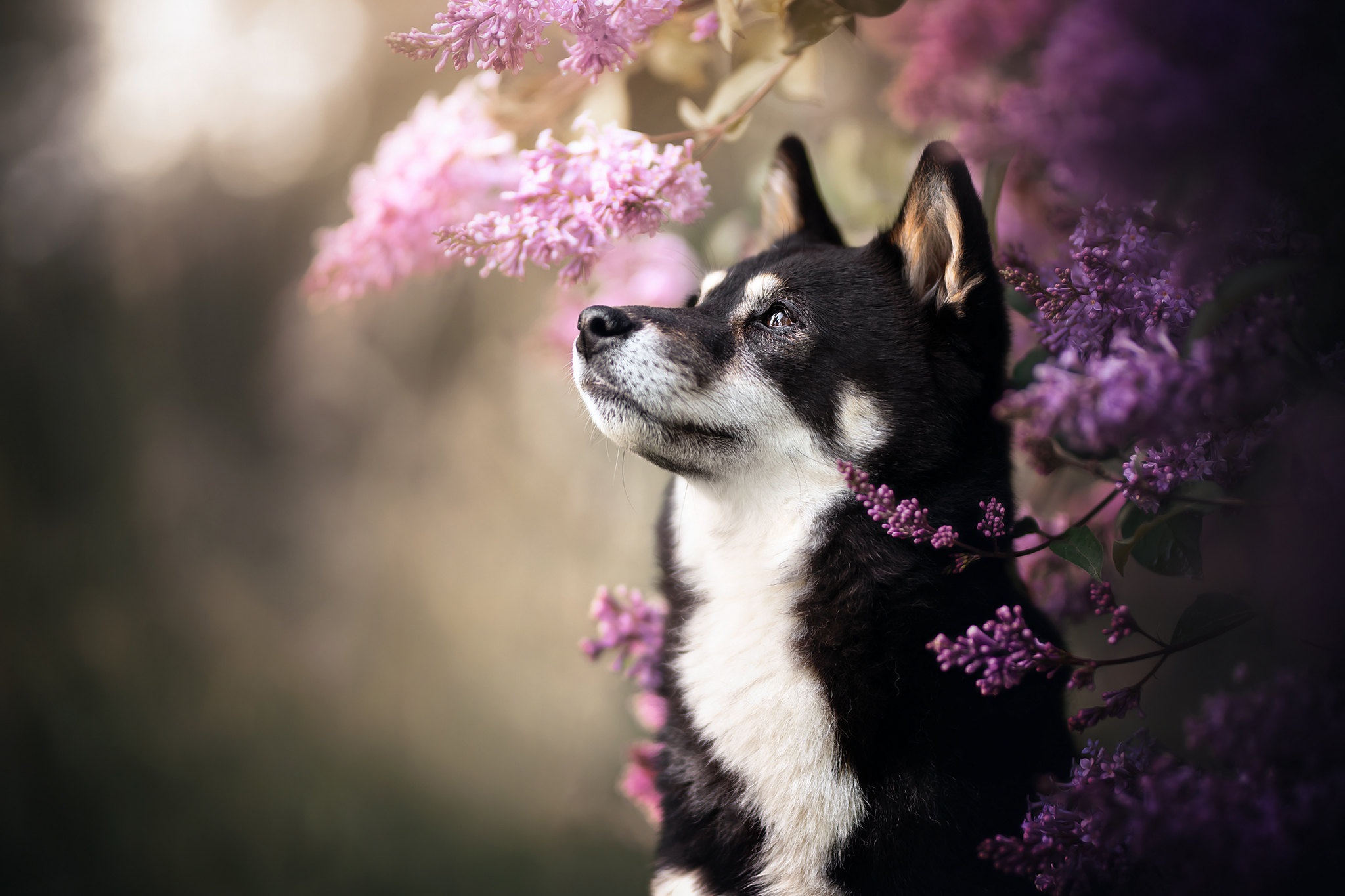 Dog Flower Husky Lilac Pet 2048x1365