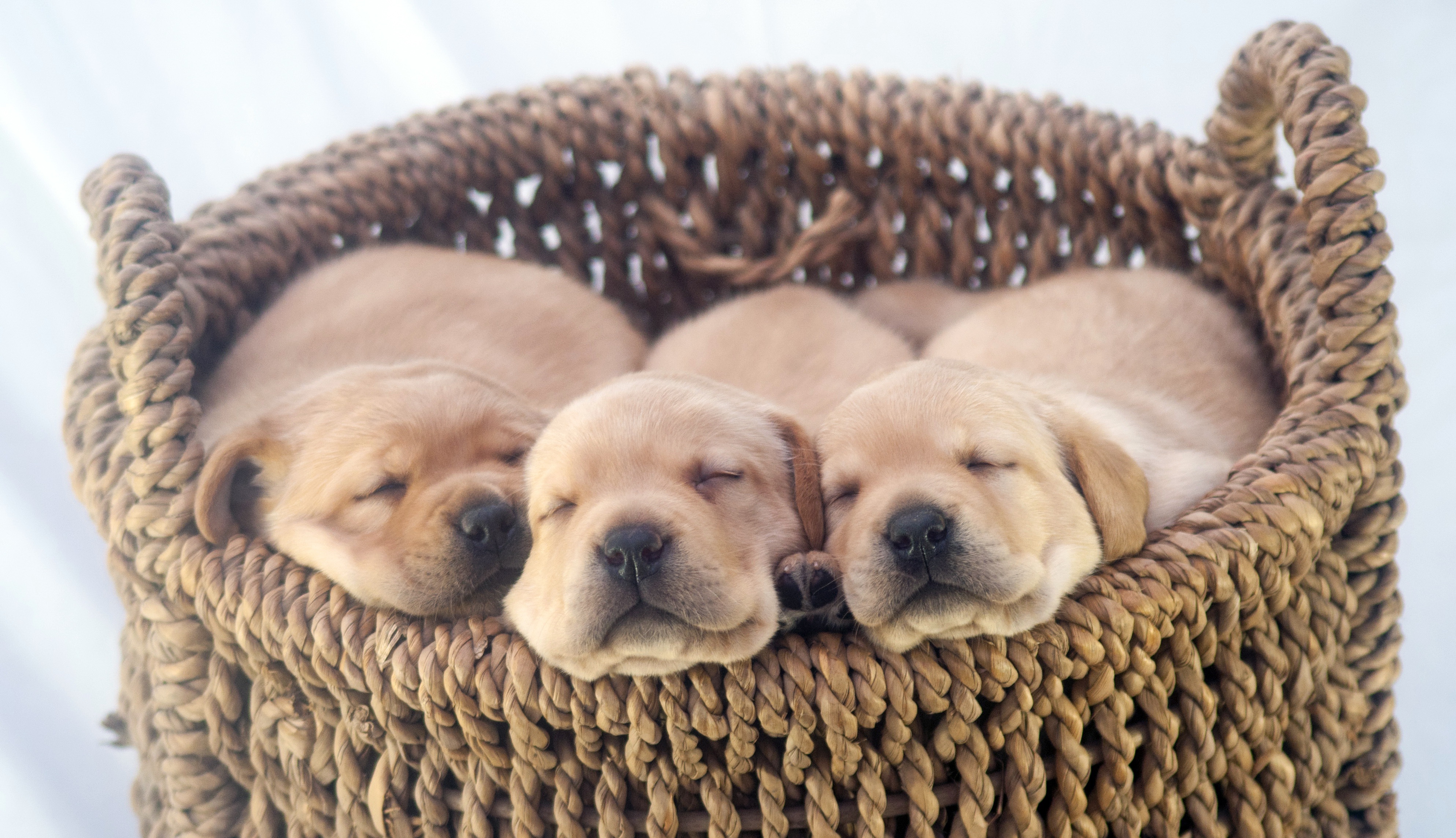 Baby Animal Basket Cute Dog Labrador Retriever Pet Puppy 3974x2288