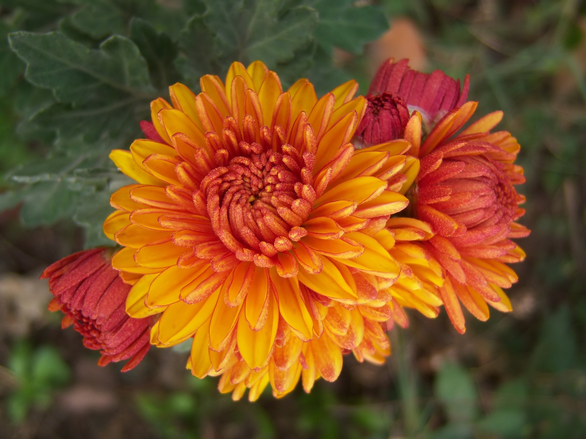 Earth Chrysanthemum 1920x1440