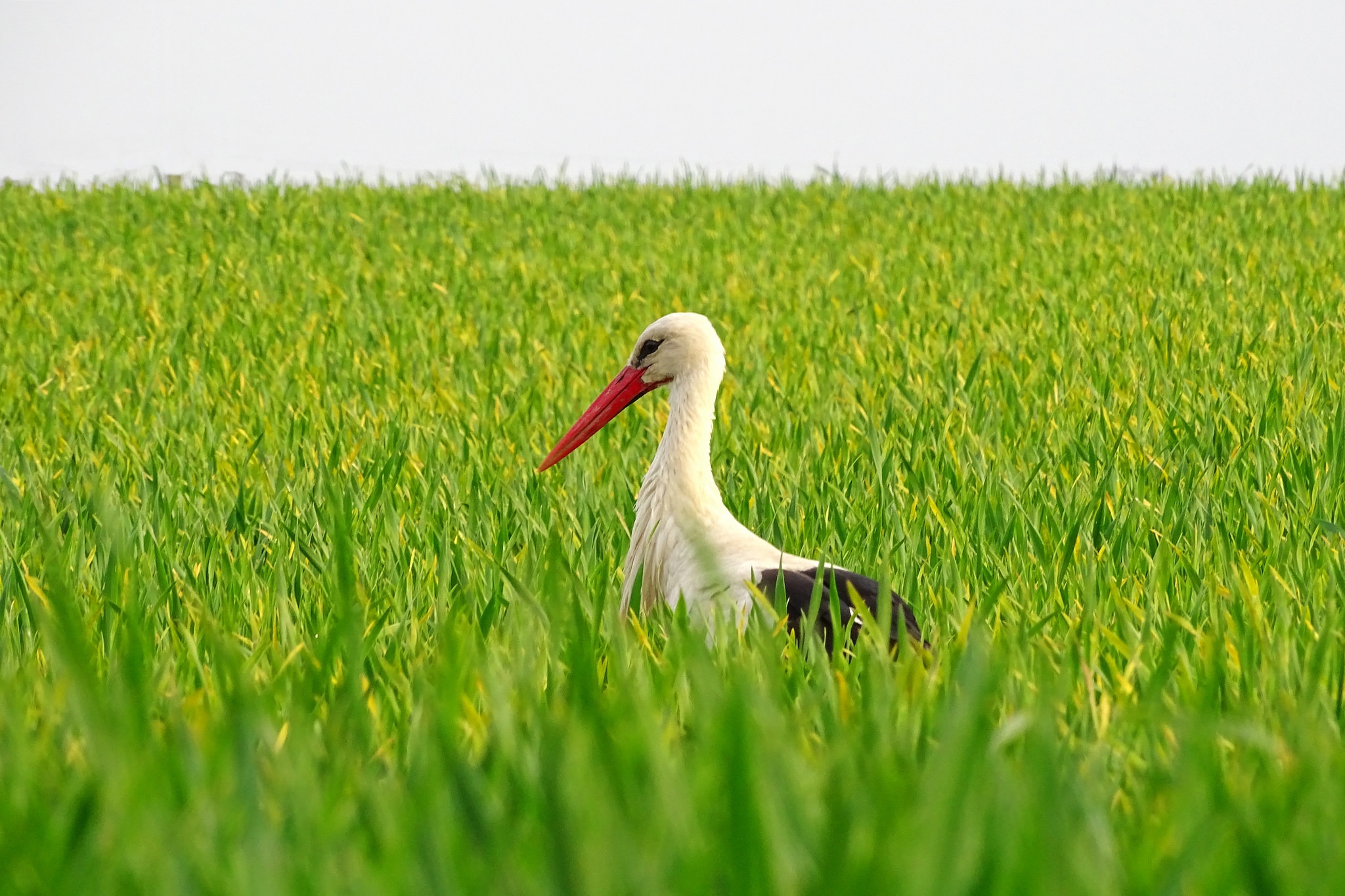Bird Stork White Stork Wildlife 2048x1365