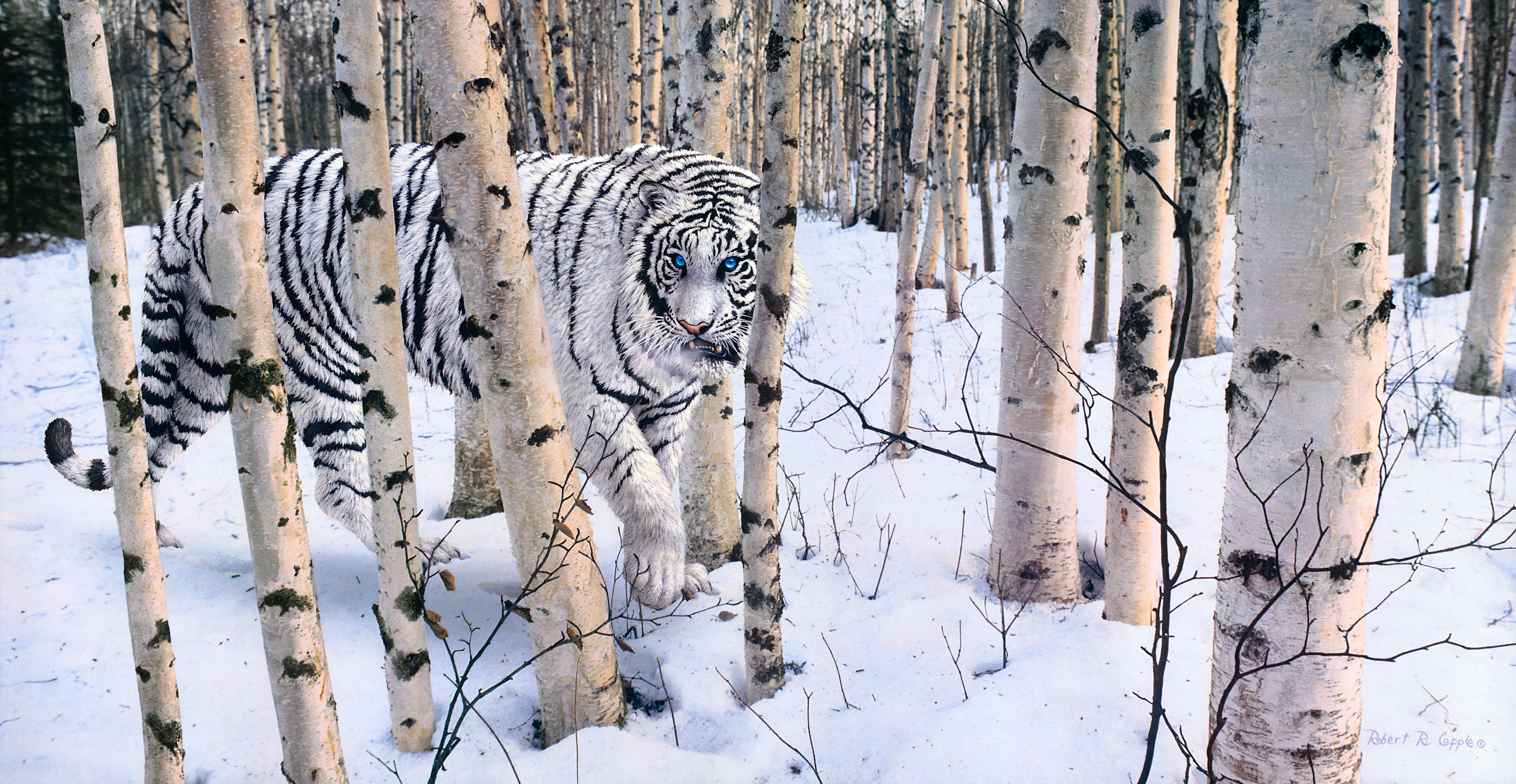 Forest Tiger White Tiger Winter 4298x2224