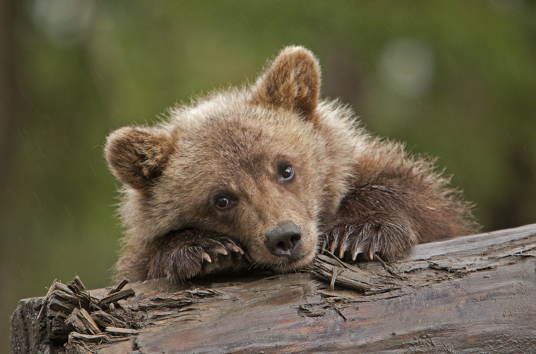 Baby Animal Bear Cub Wildlife 2048x1354