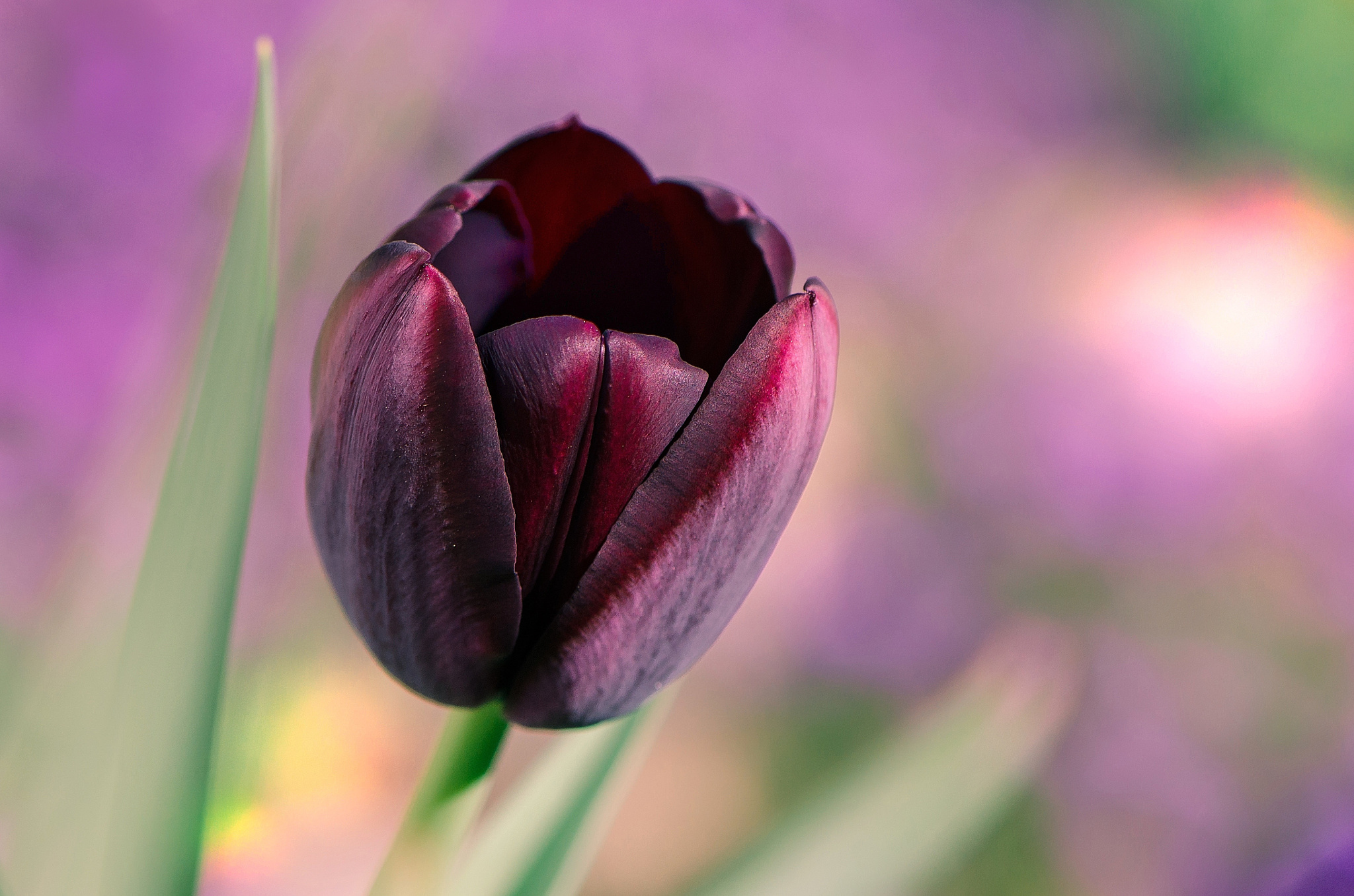 Flower Macro Nature Purple Flower Tulip 2048x1356