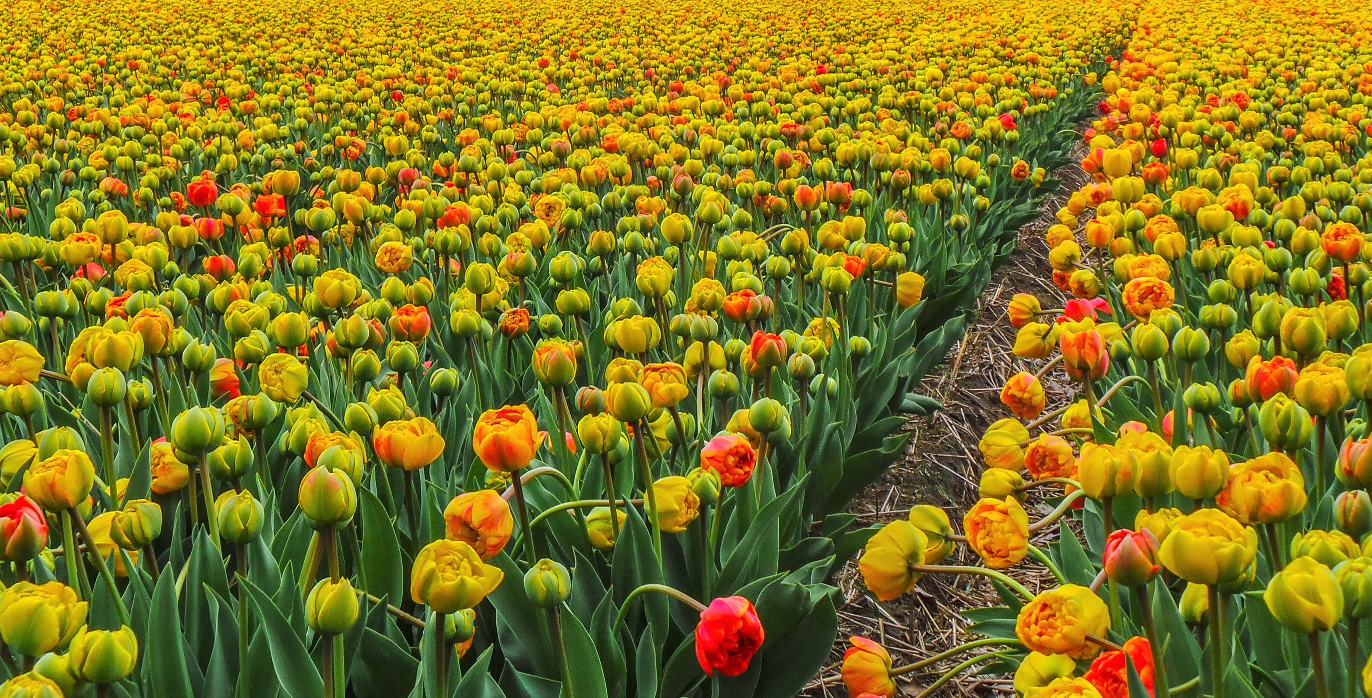 Colorful Earth Field Flower Tulip Yellow Flower 2750x1400