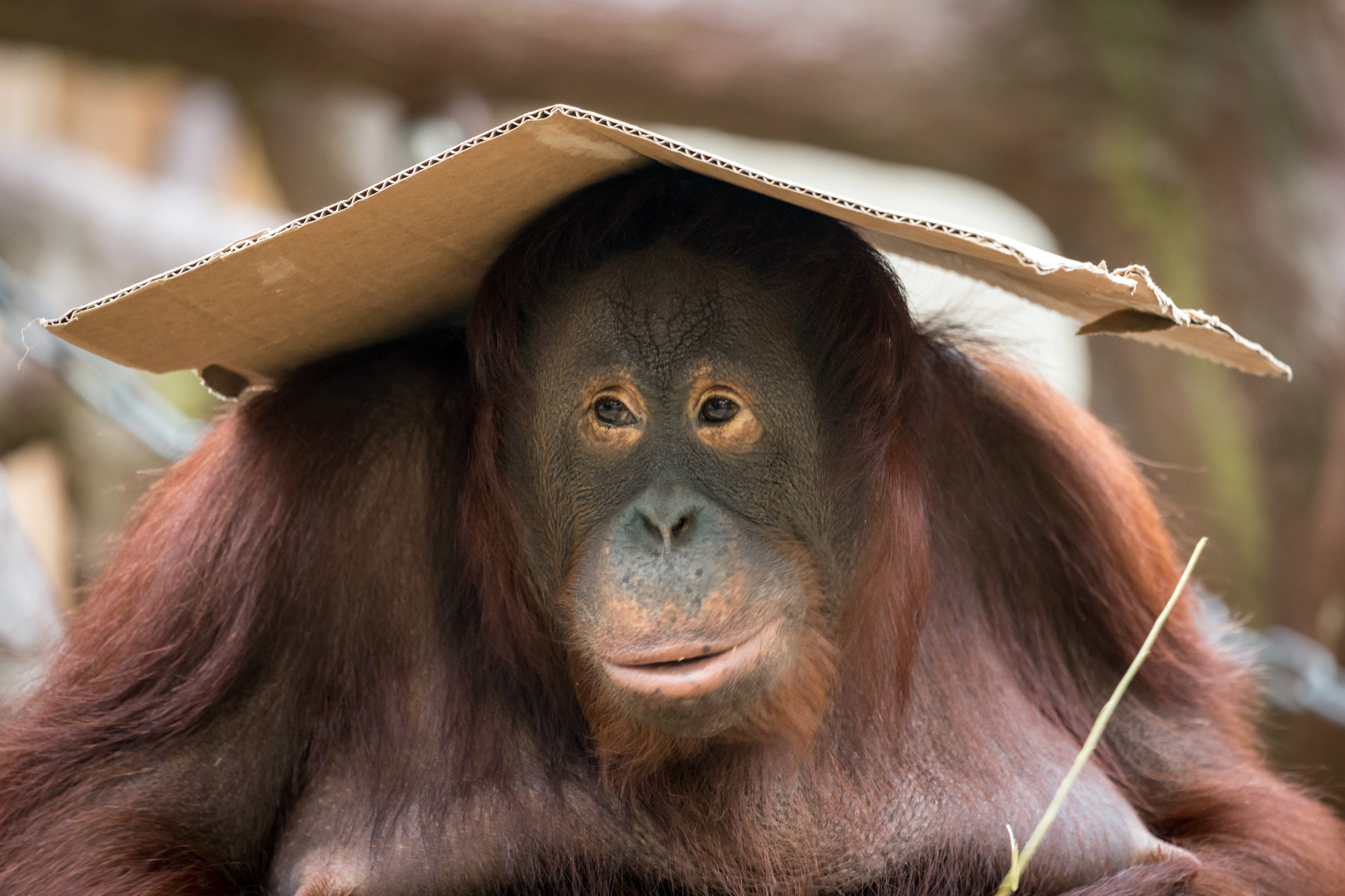 Monkey Orangutan Primate 5184x3456