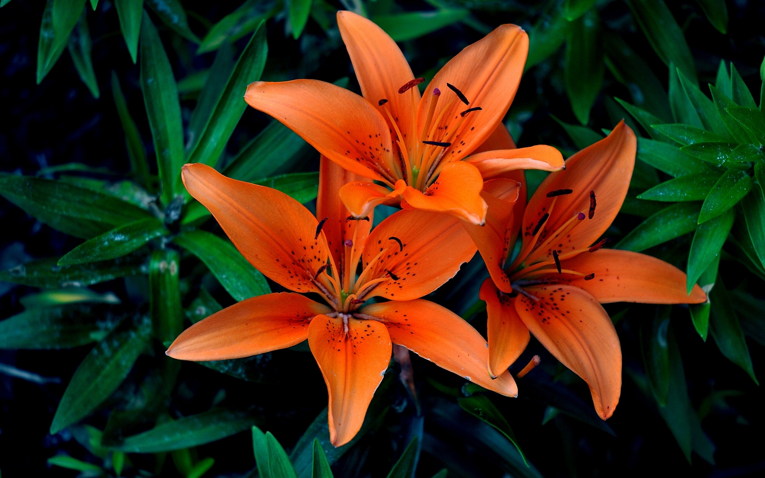Flower Lily Macro Petal 2560x1600