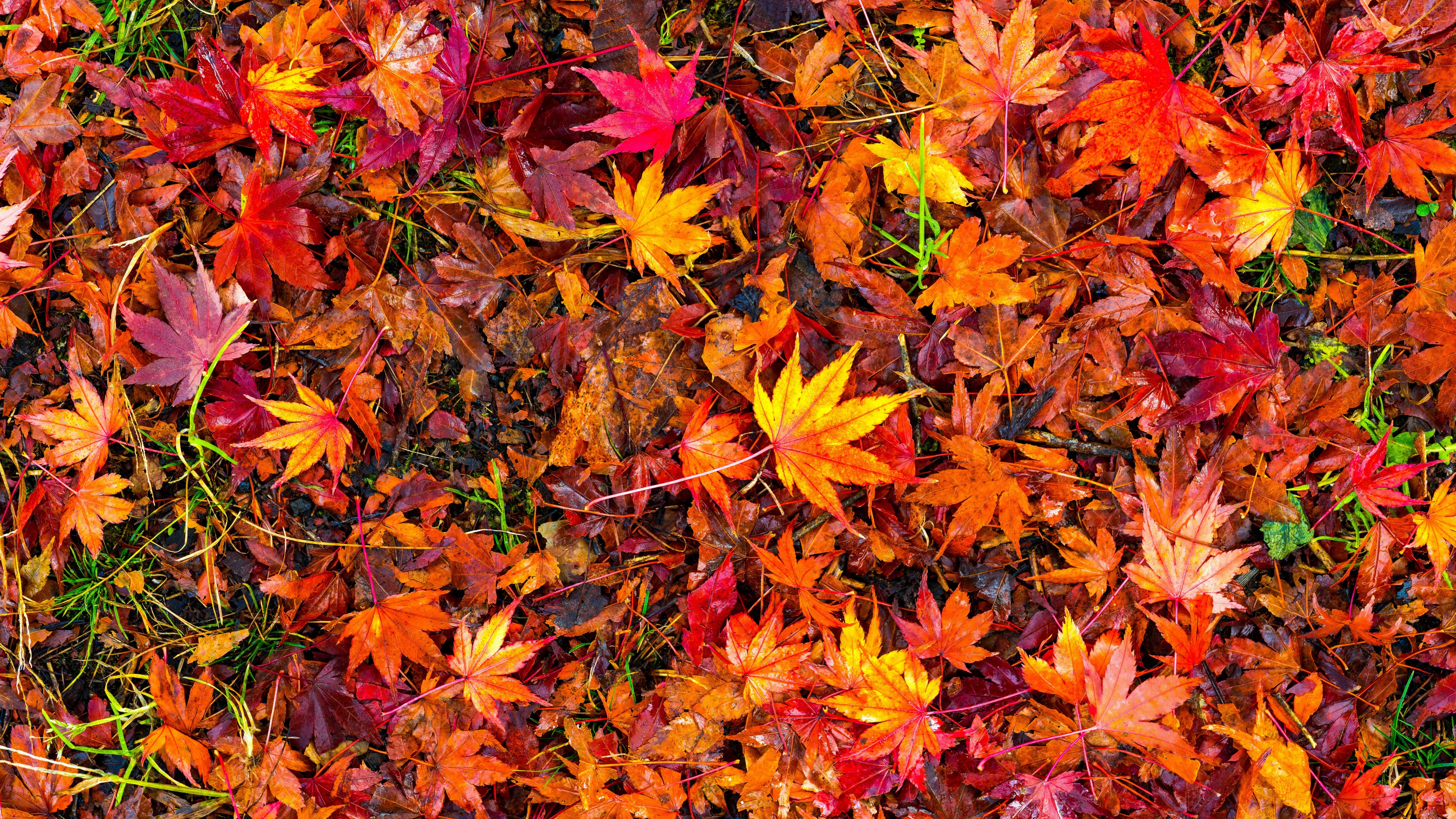 Fall Foliage Leaf 5120x2880
