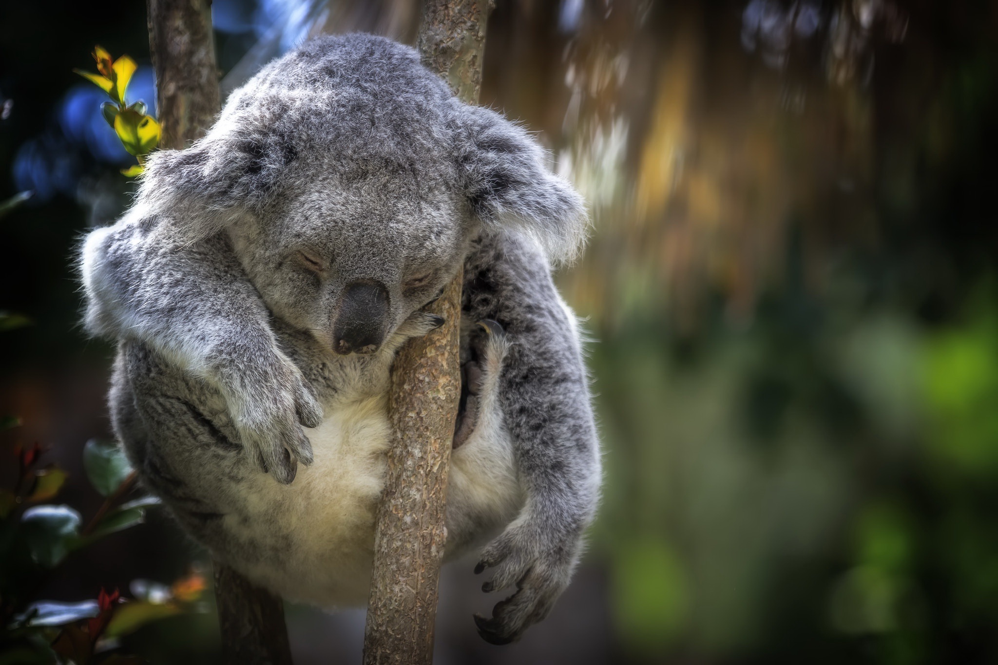 Koala Wildlife 2048x1365