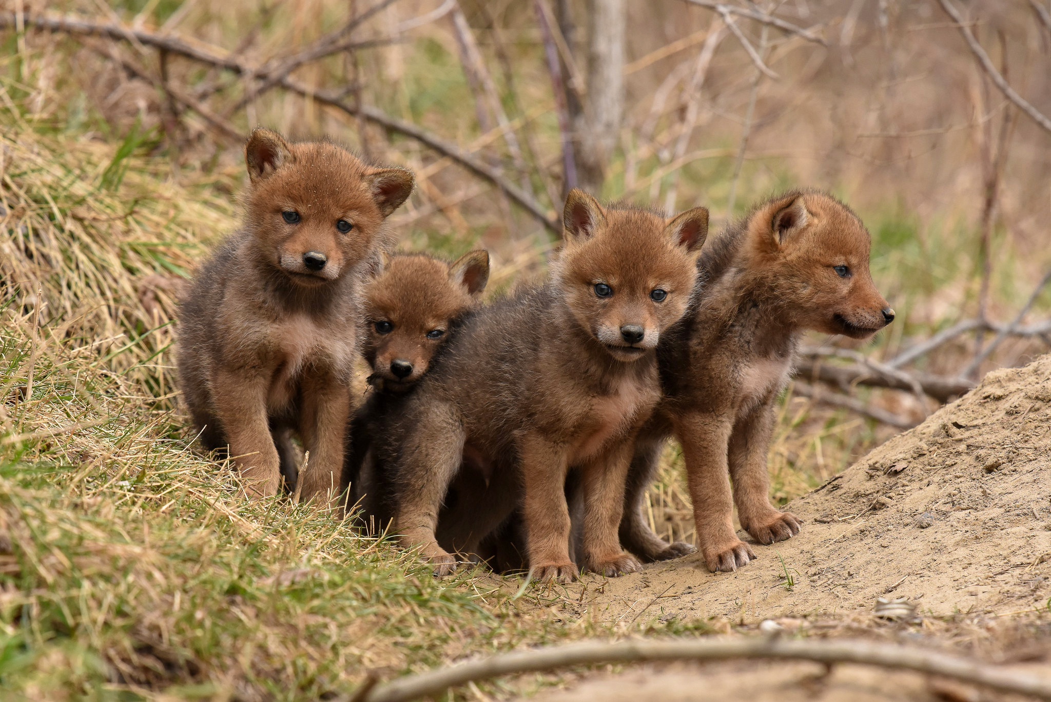Baby Animal Cub Fox Wildlife 2048x1369