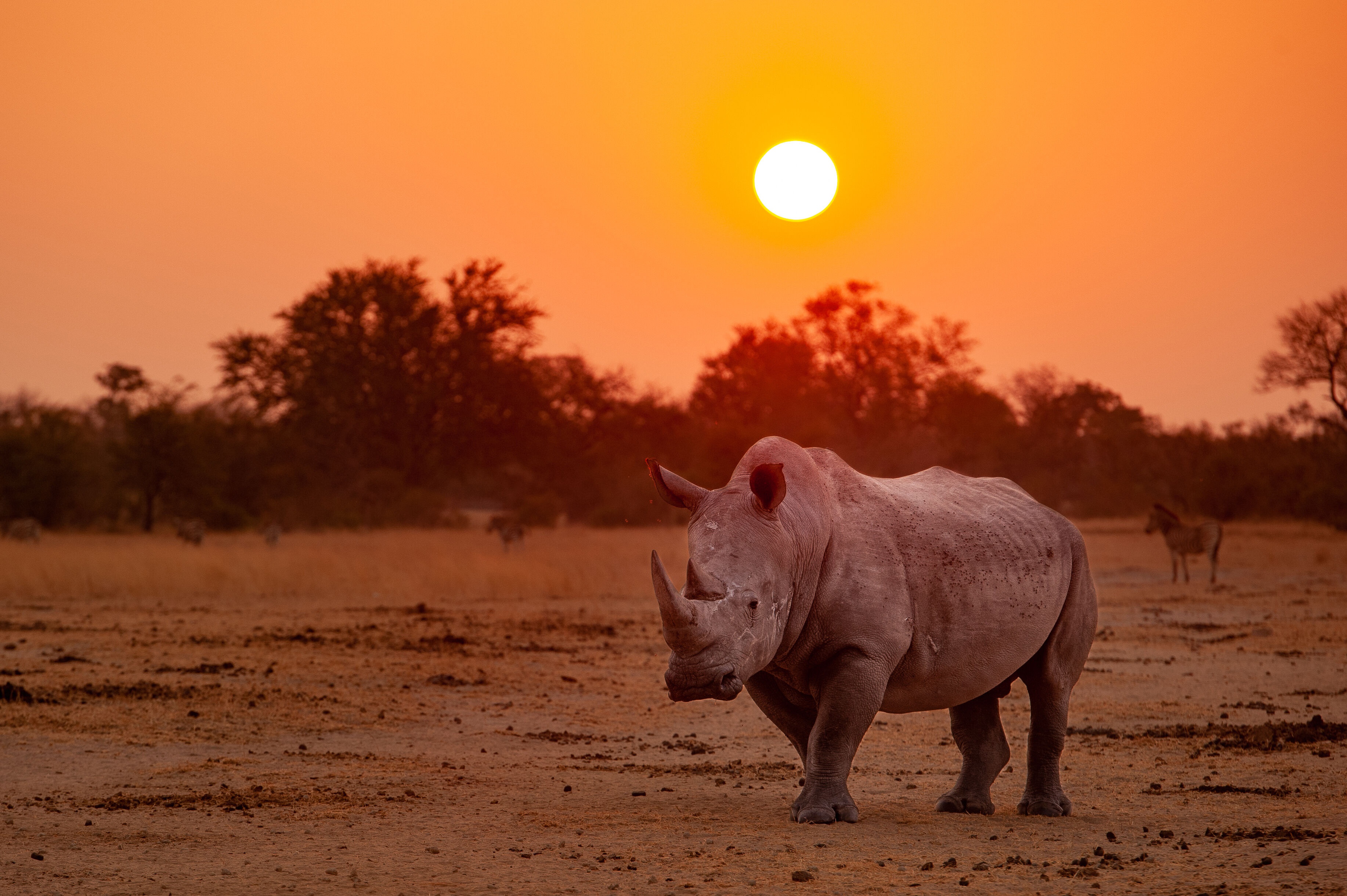 Rhino Sunset Wildlife 3668x2441