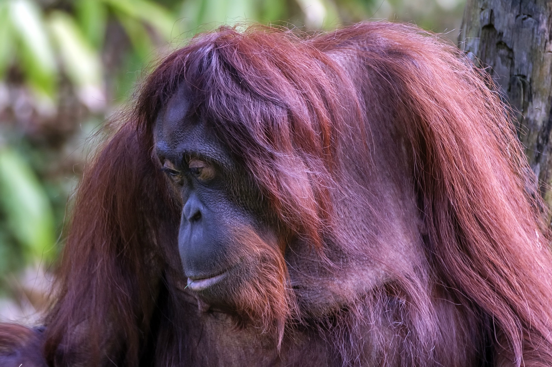 Monkey Orangutan Primate Wildlife 1940x1289