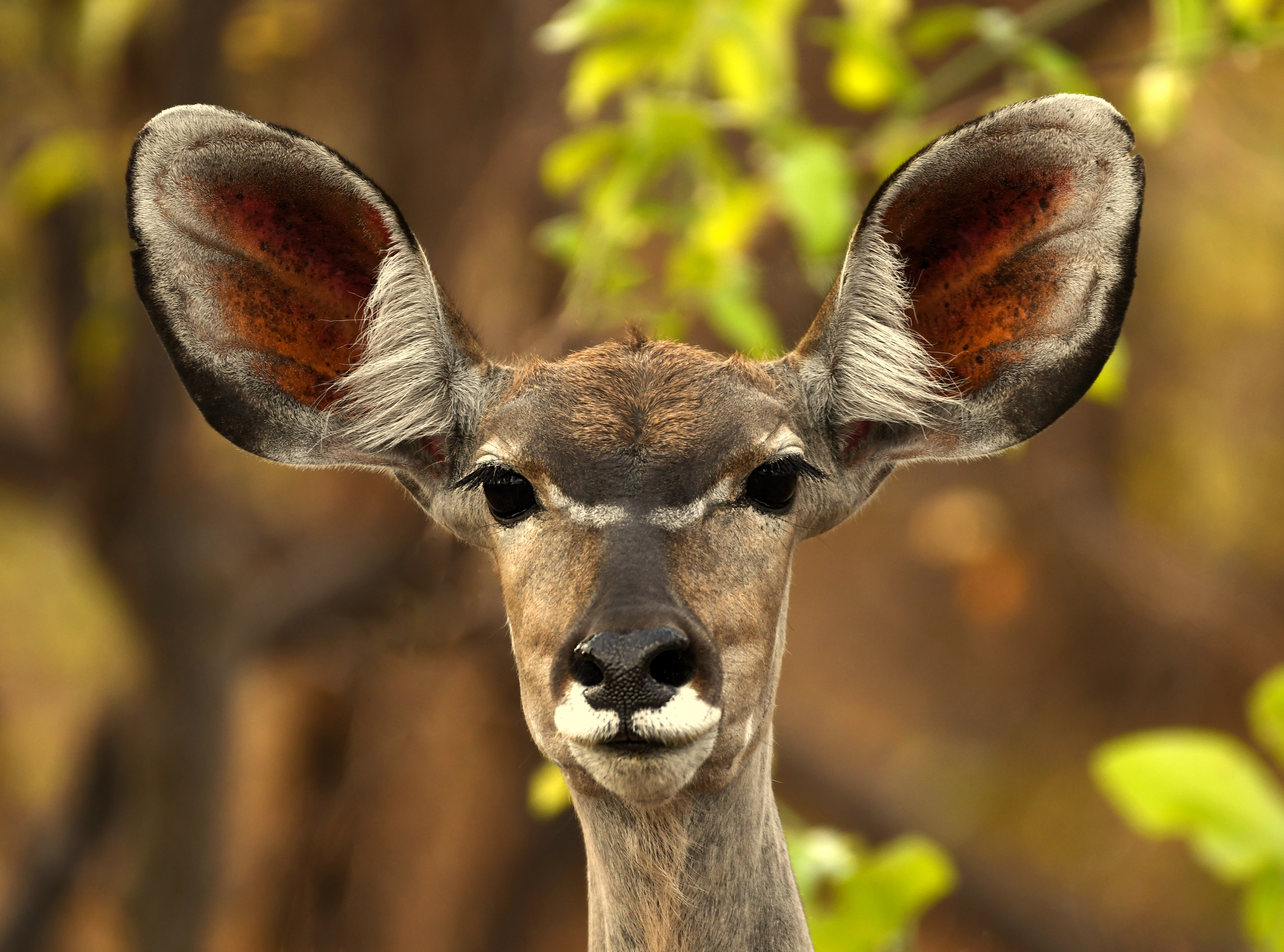 Africa Antelope Bokeh Kafue National Park Kudu Wildlife Zambia 5005x3712