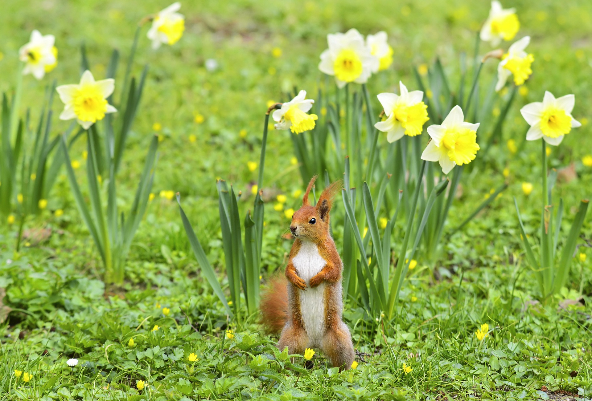 Daffodil Flower Rodent Squirrel Wildlife Yellow Flower 1920x1302