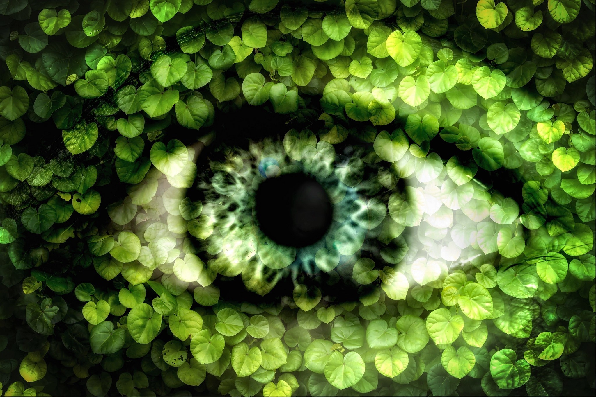 Artistic Eye Green Leaf 2048x1367