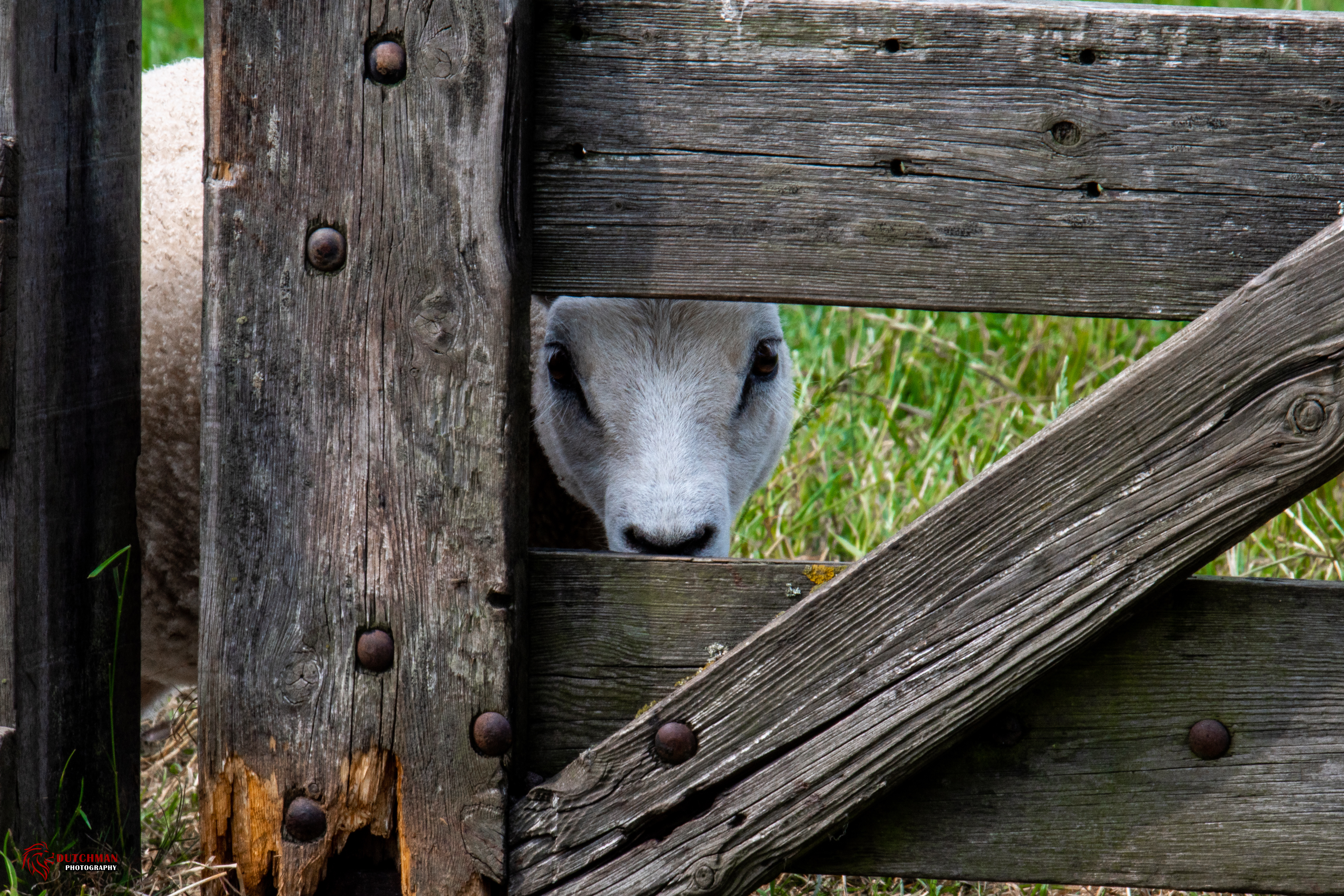 Animal Sheep 5568x3712