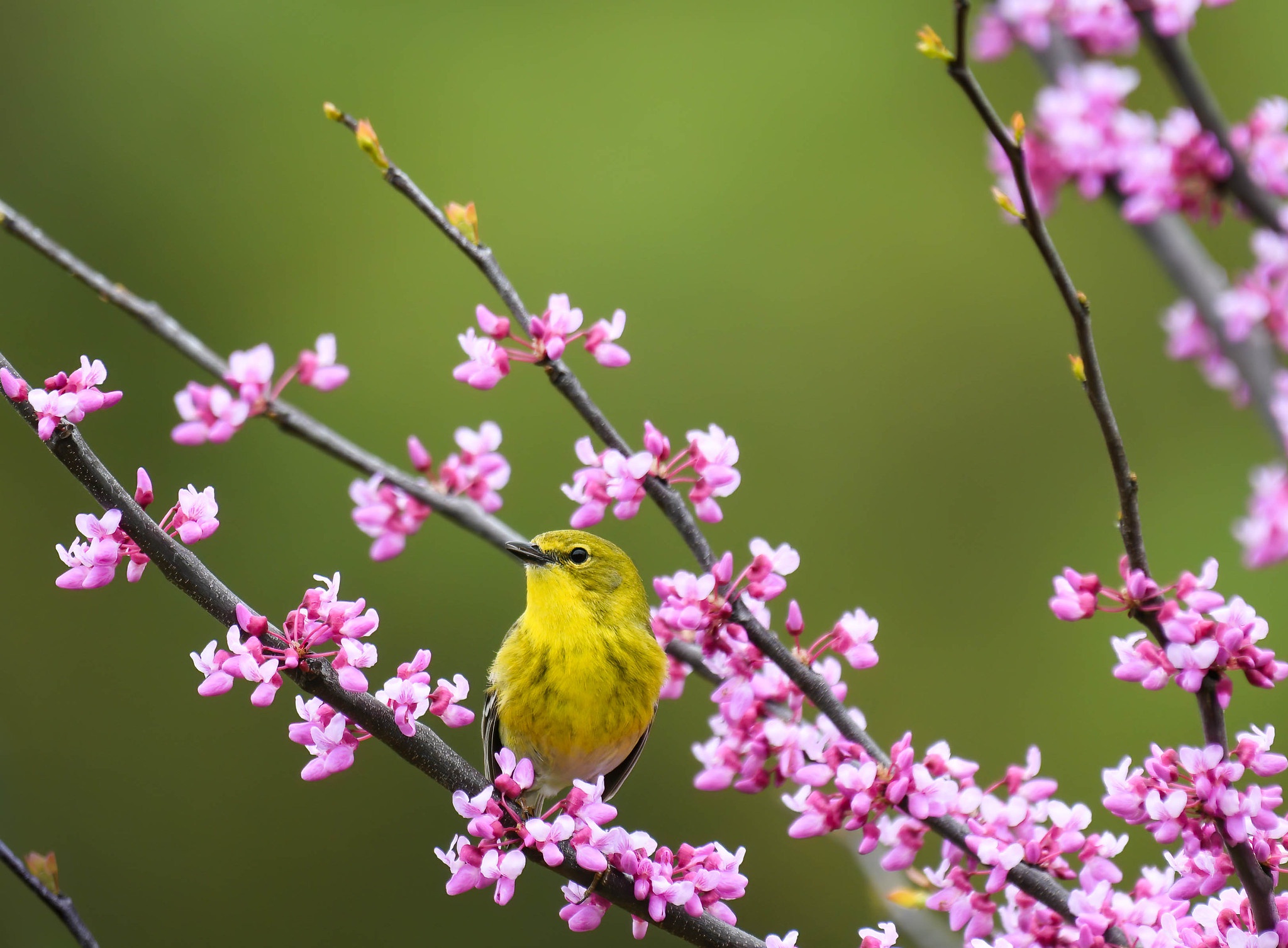 Bird Flower Passerine Pet Spring 2048x1507