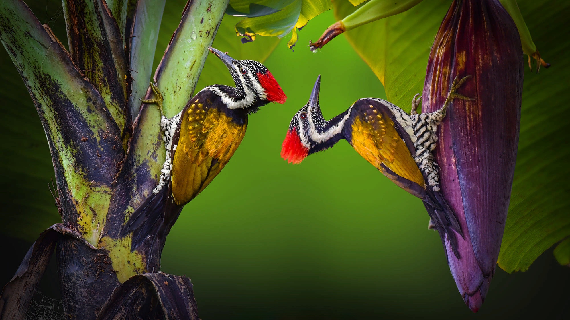 Bird Wildlife Woodpecker 2000x1125