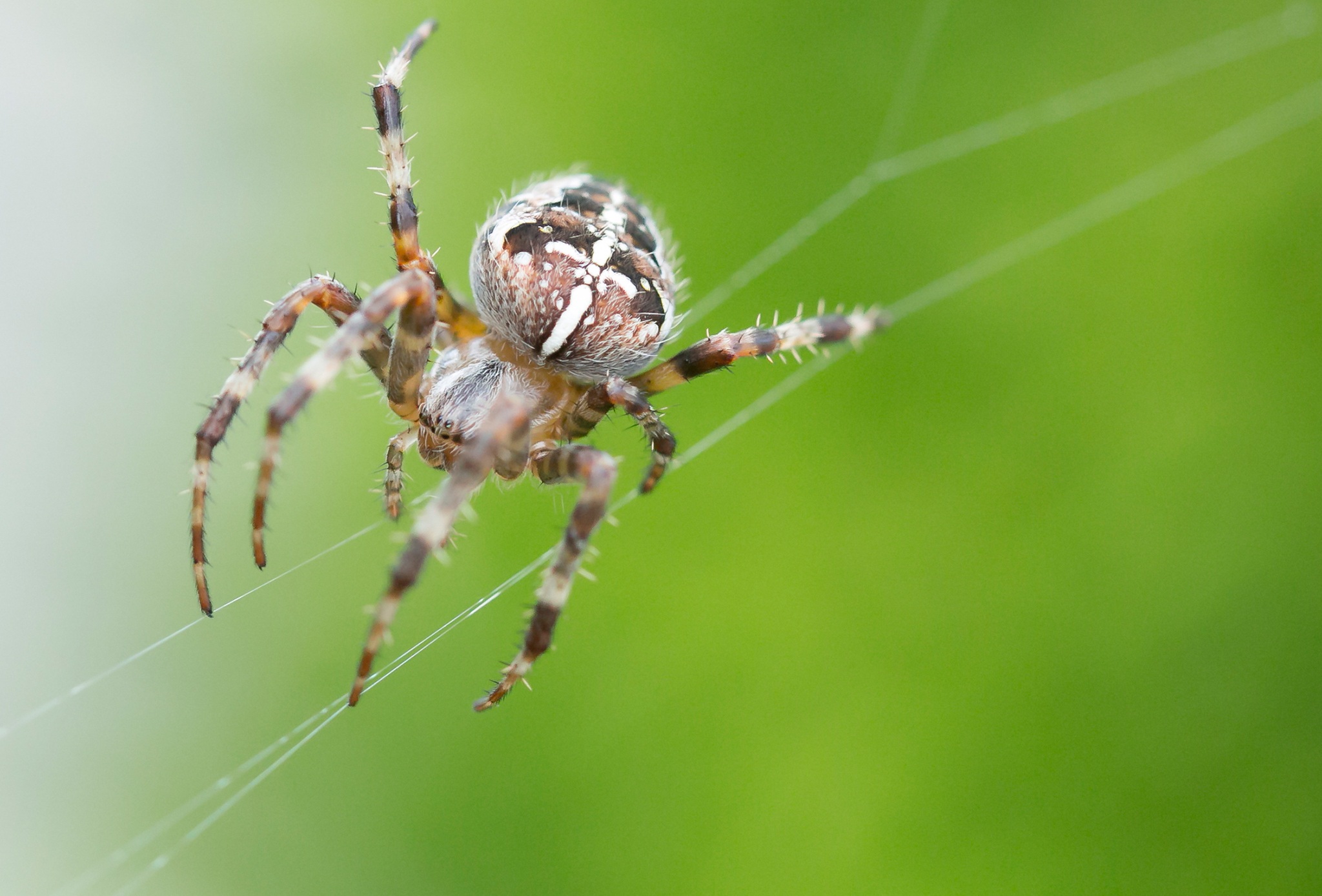 Arachnid Spider 2048x1388