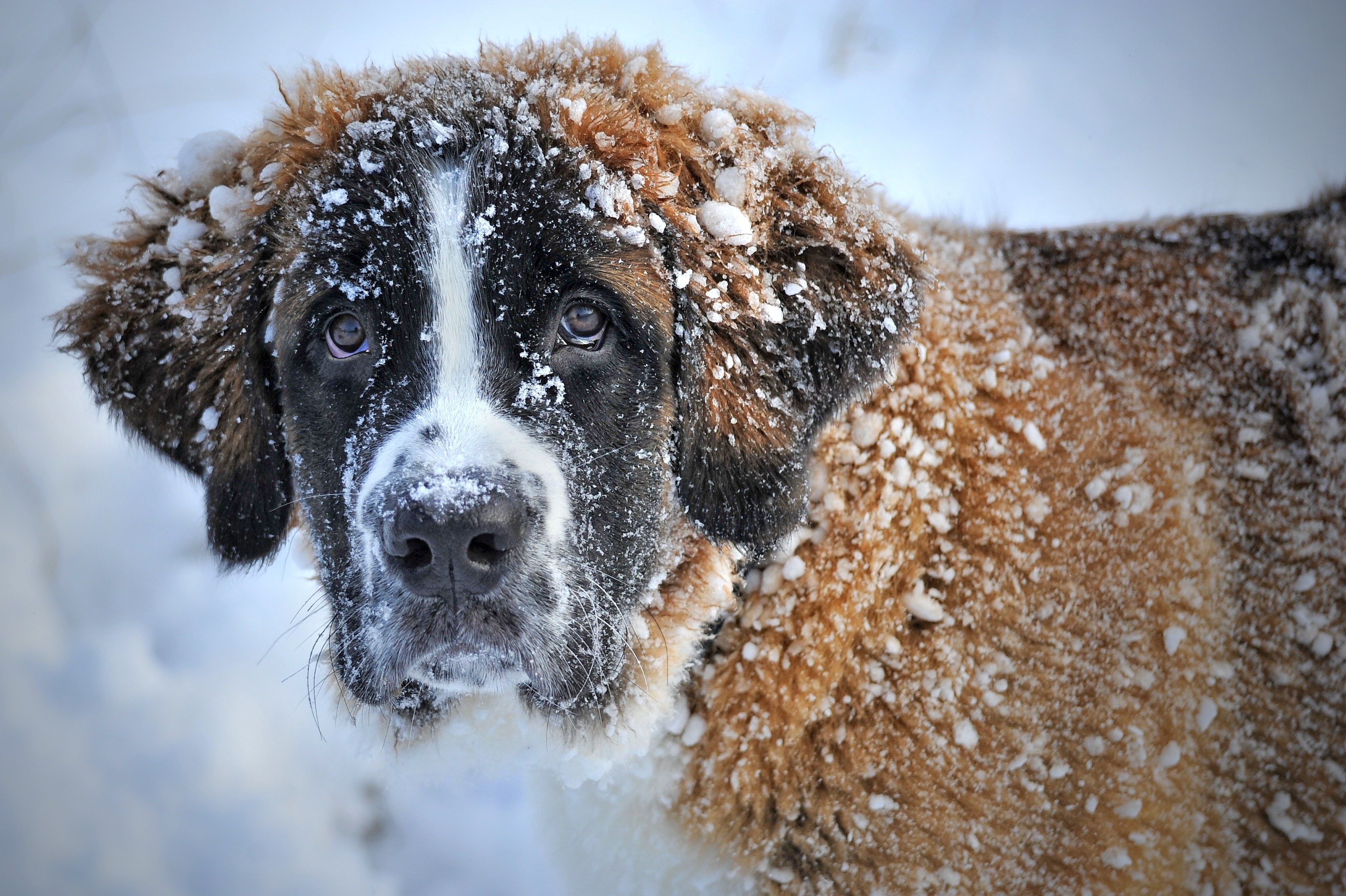 Dog Pet Snow St Bernard Winter 3336x2222